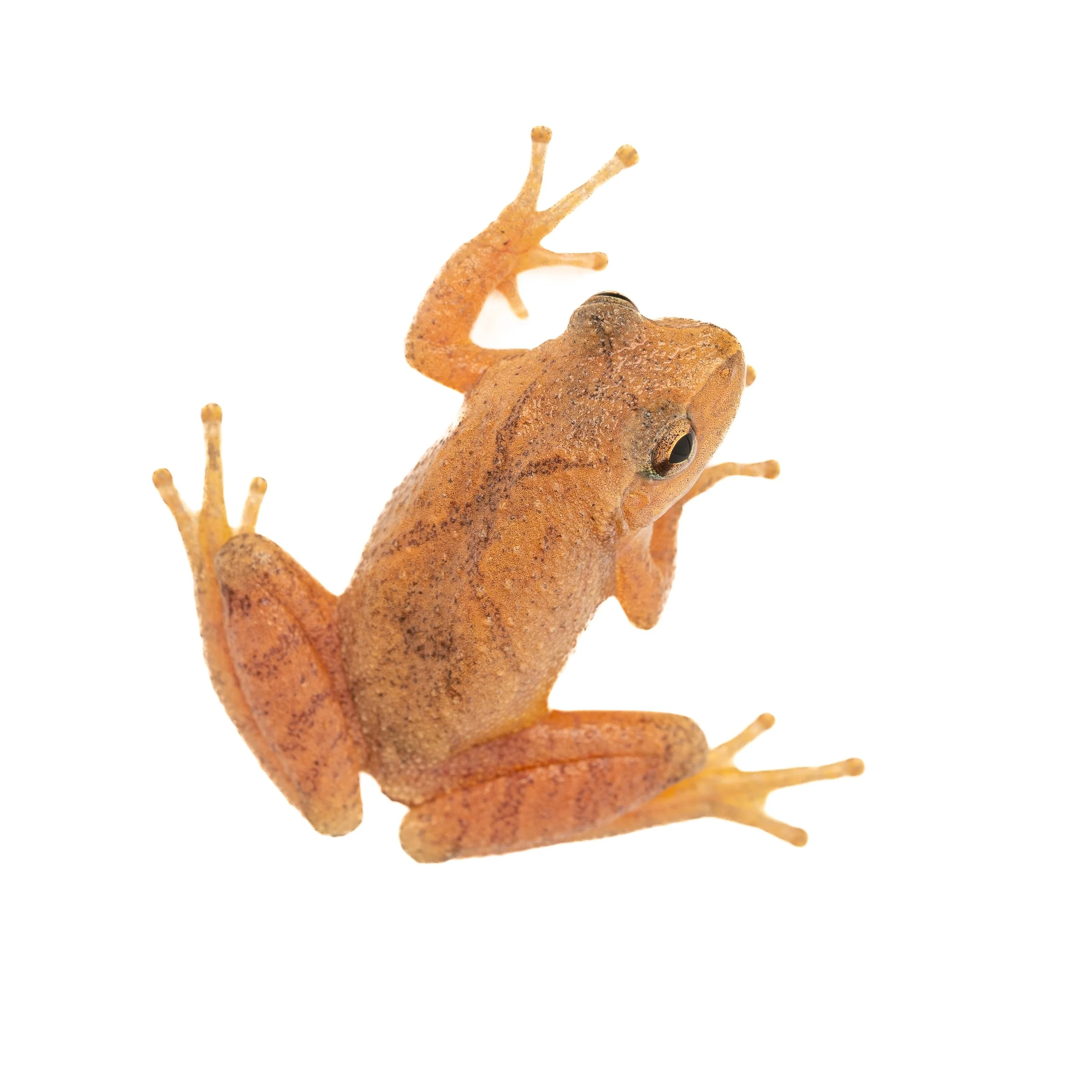 Spring Peeper (Pseudacris crucifer, Hylidae) Fox Chapel, Pennsylvania