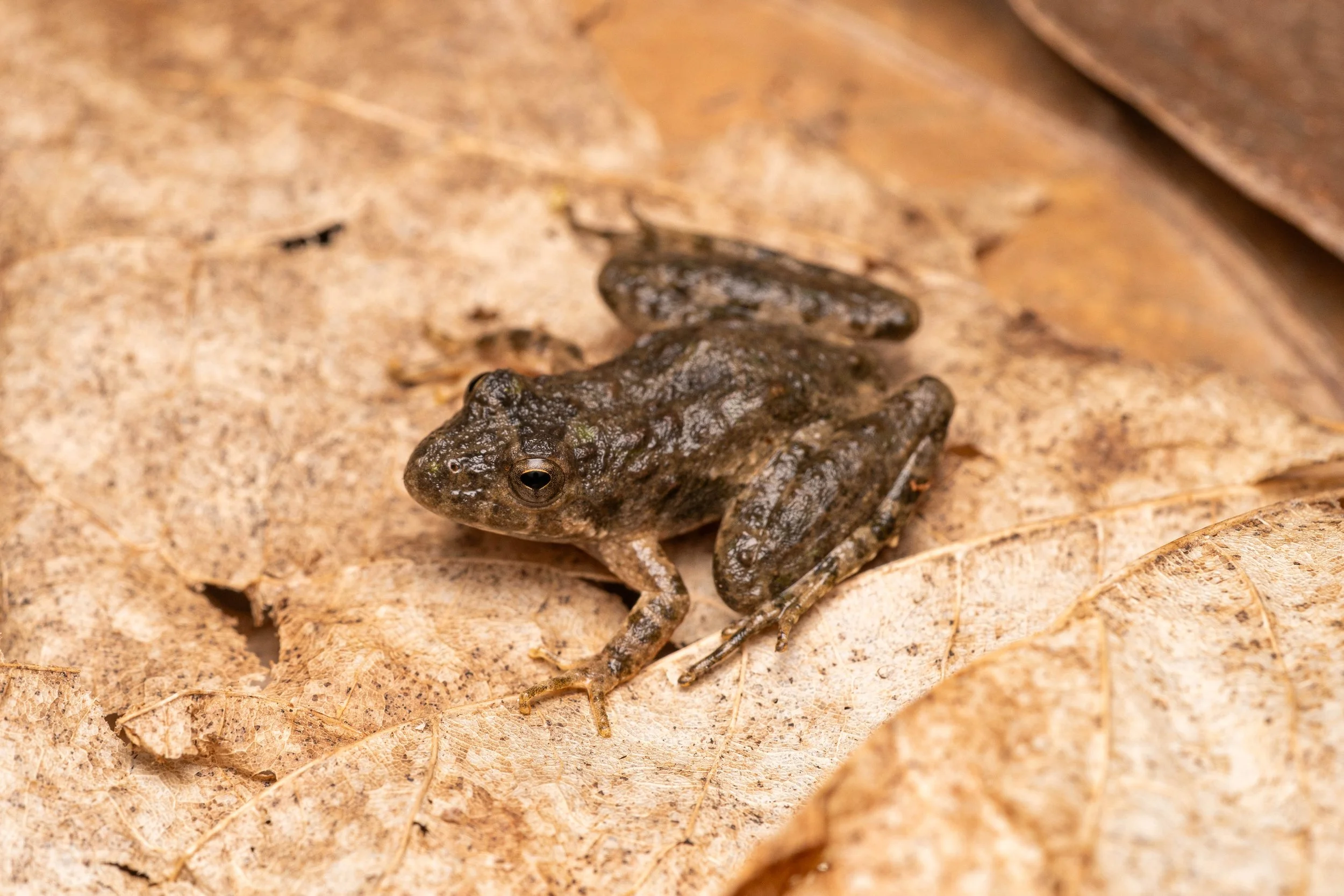 Blanchard's Cricket Frog
(Acris blanchardi, Hylidae)
Hancock County Wetlands, Ohio