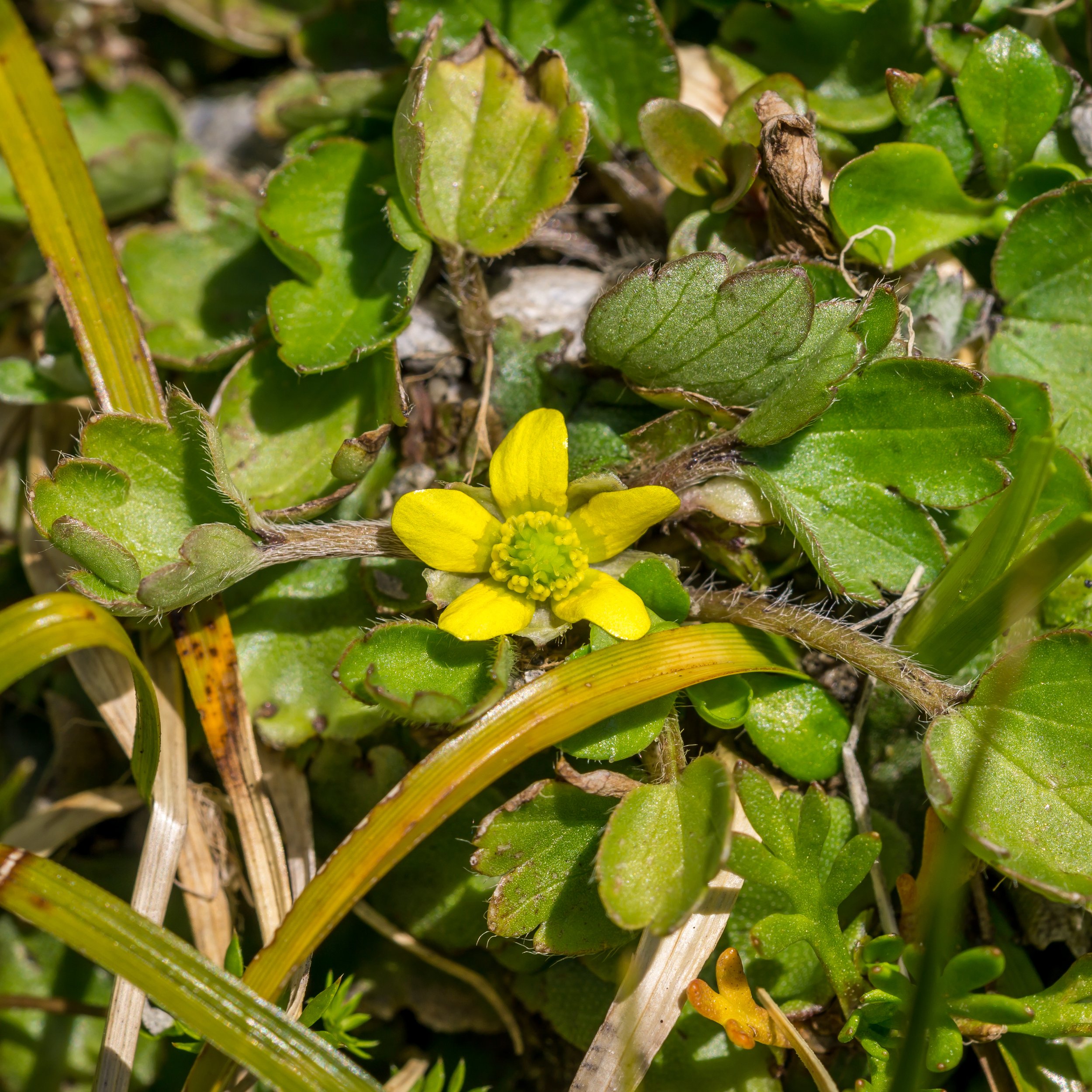 (Ranunculus sp., Ranunculaceae)
Black Range, Canterbury, New Zealand