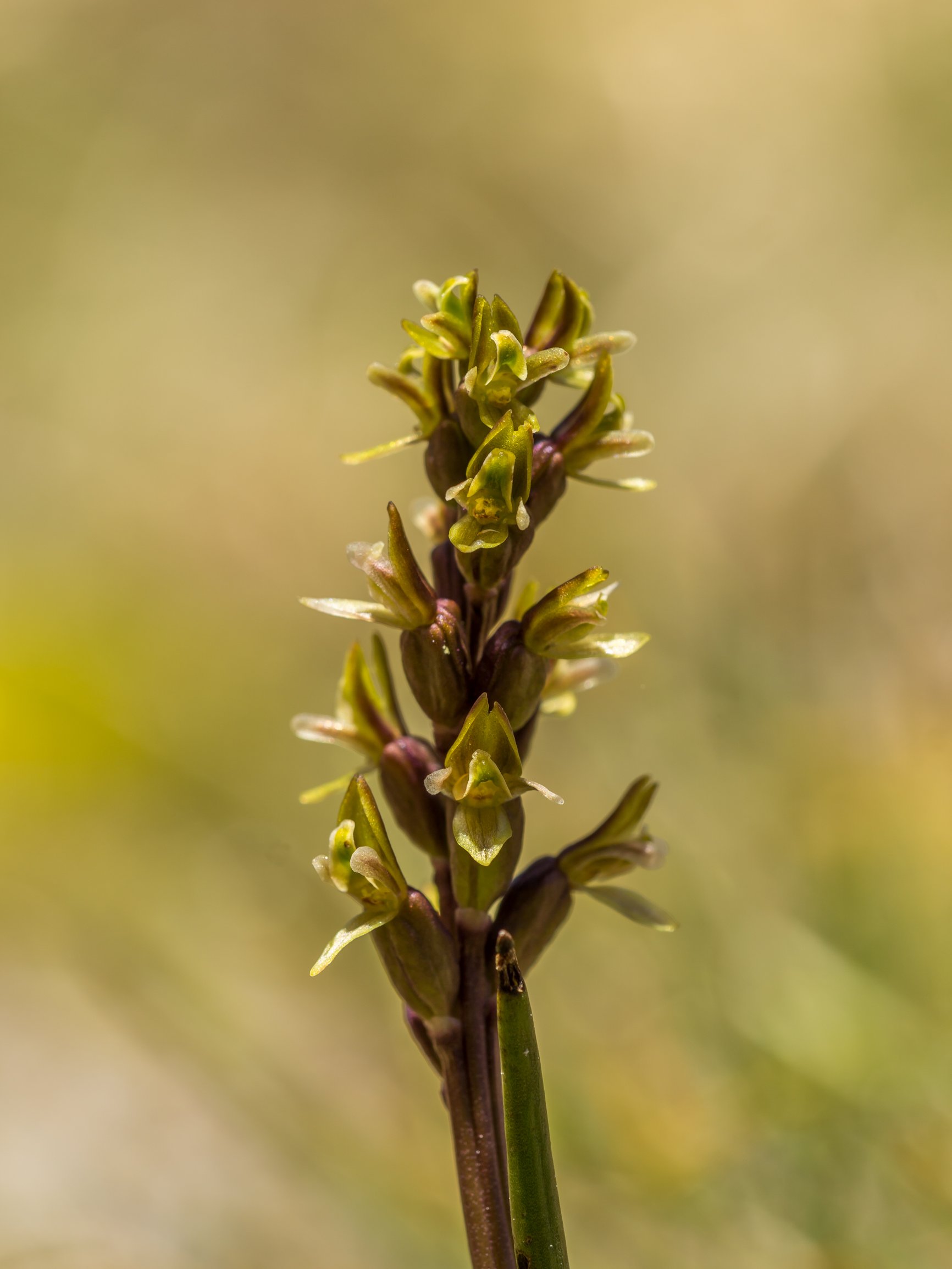 Leek Orchid
(Prasophyllum colensoi, Orchidaceae)
Mt Alexander, West Coast, New Zealand