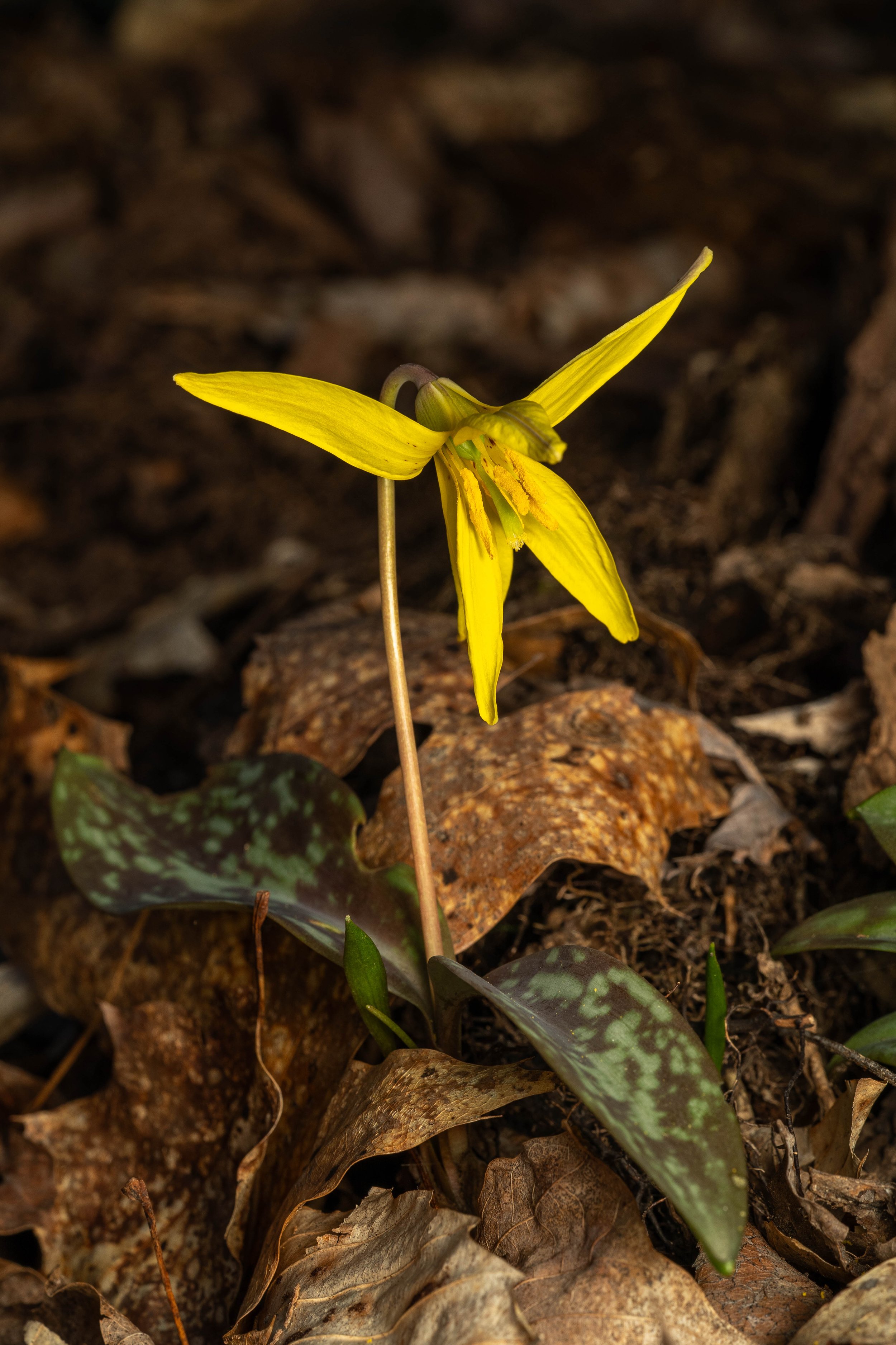Yellow Trout Lily
(Erythronium americanum, Liliaceae)
Oakmont, Pennsylvania