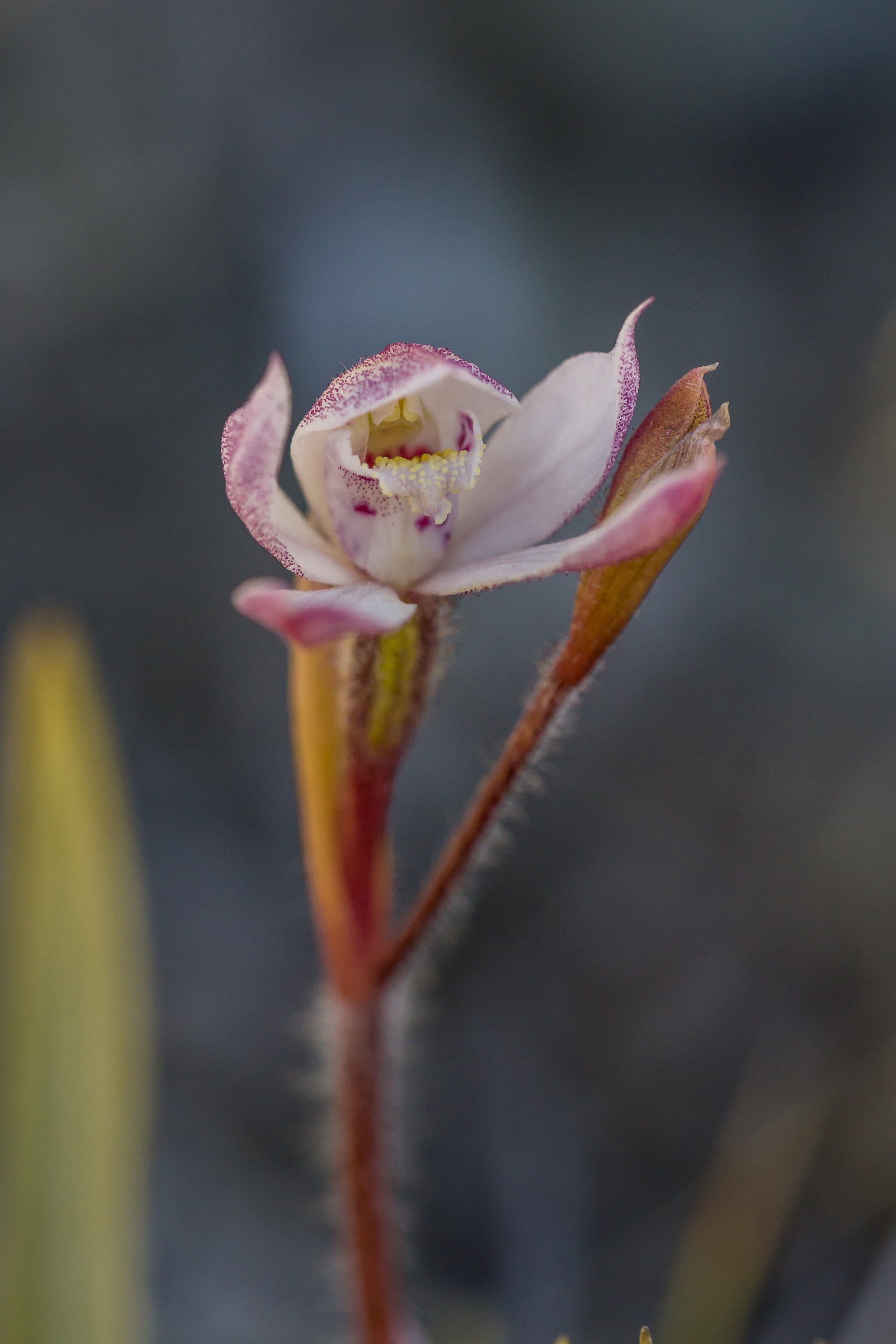 Mountain Caps Orchid
(Caladenia lyallii, Orchidaceae)
Richmond Range, Tasman, New Zealand