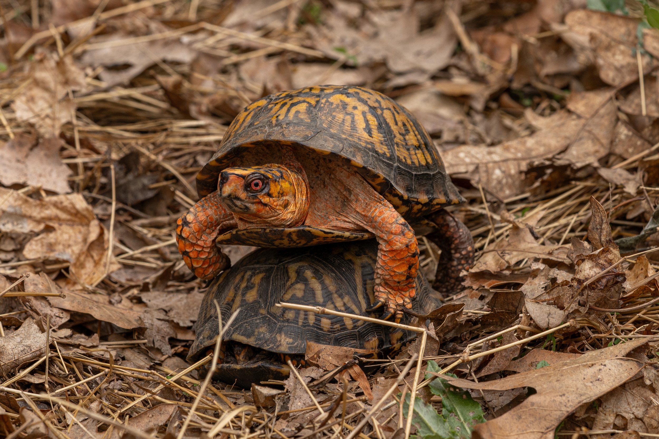 Eastern Box Turtle
(Terrapene carolina ssp. carolina, Emydidae)
Oakmont, Pennsylvania