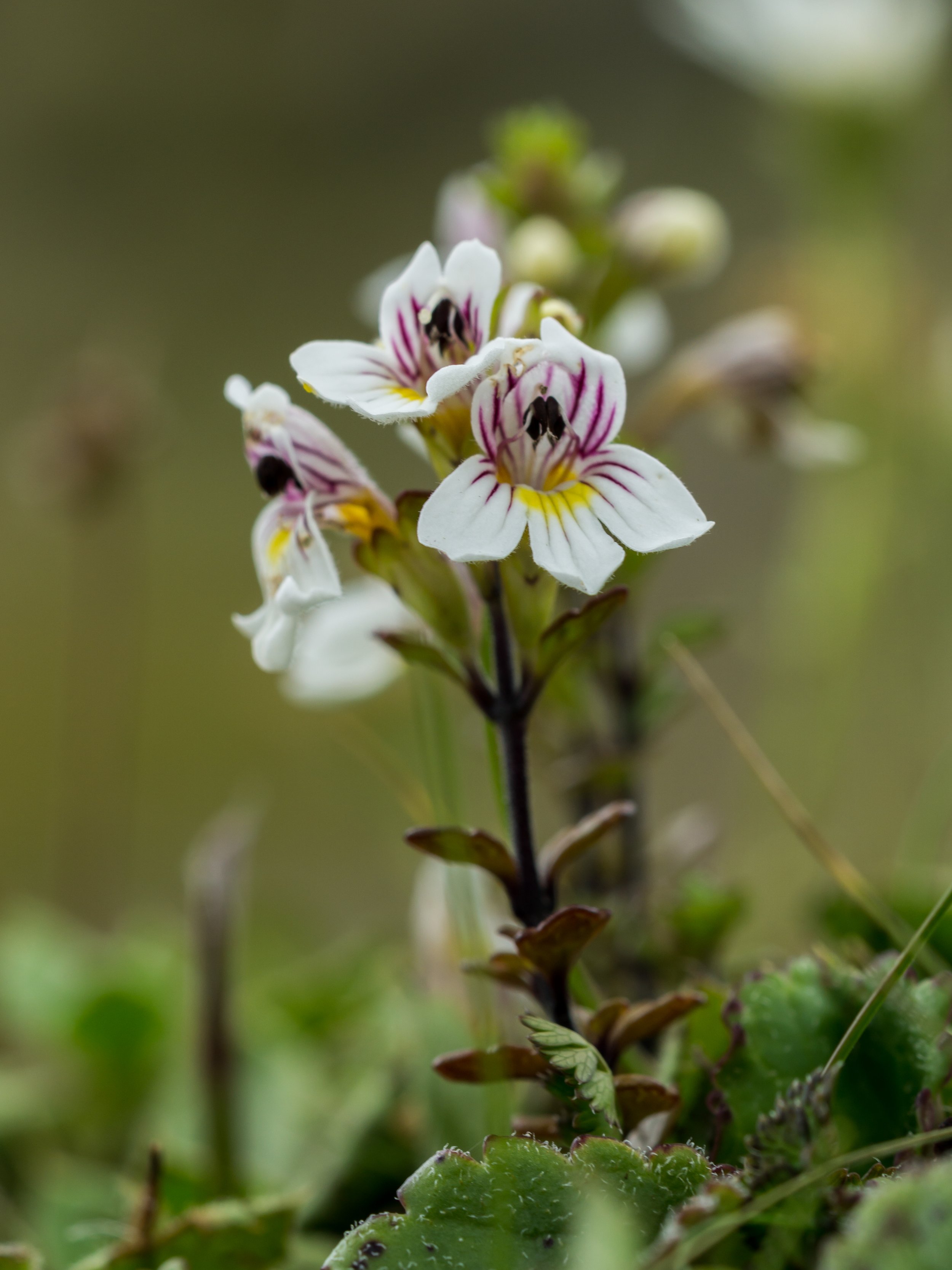 North Island Eyebright
(Euphrasia cuneata, Orobanchaceae)
Pouakai Range, Taranaki, New Zealand
