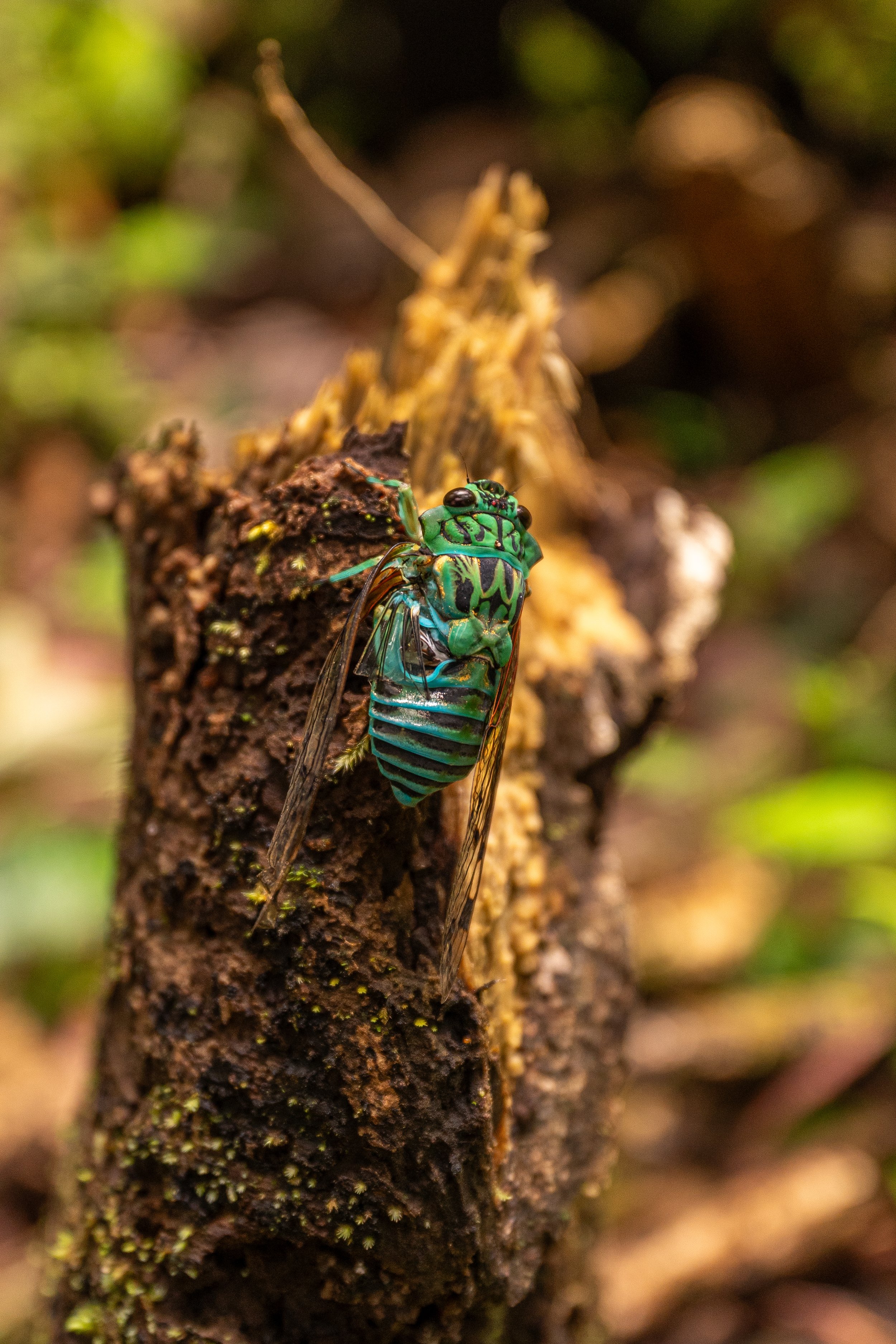 (Zammara smaragdina, Cicadidae)
Alajuela Province, Costa Rica