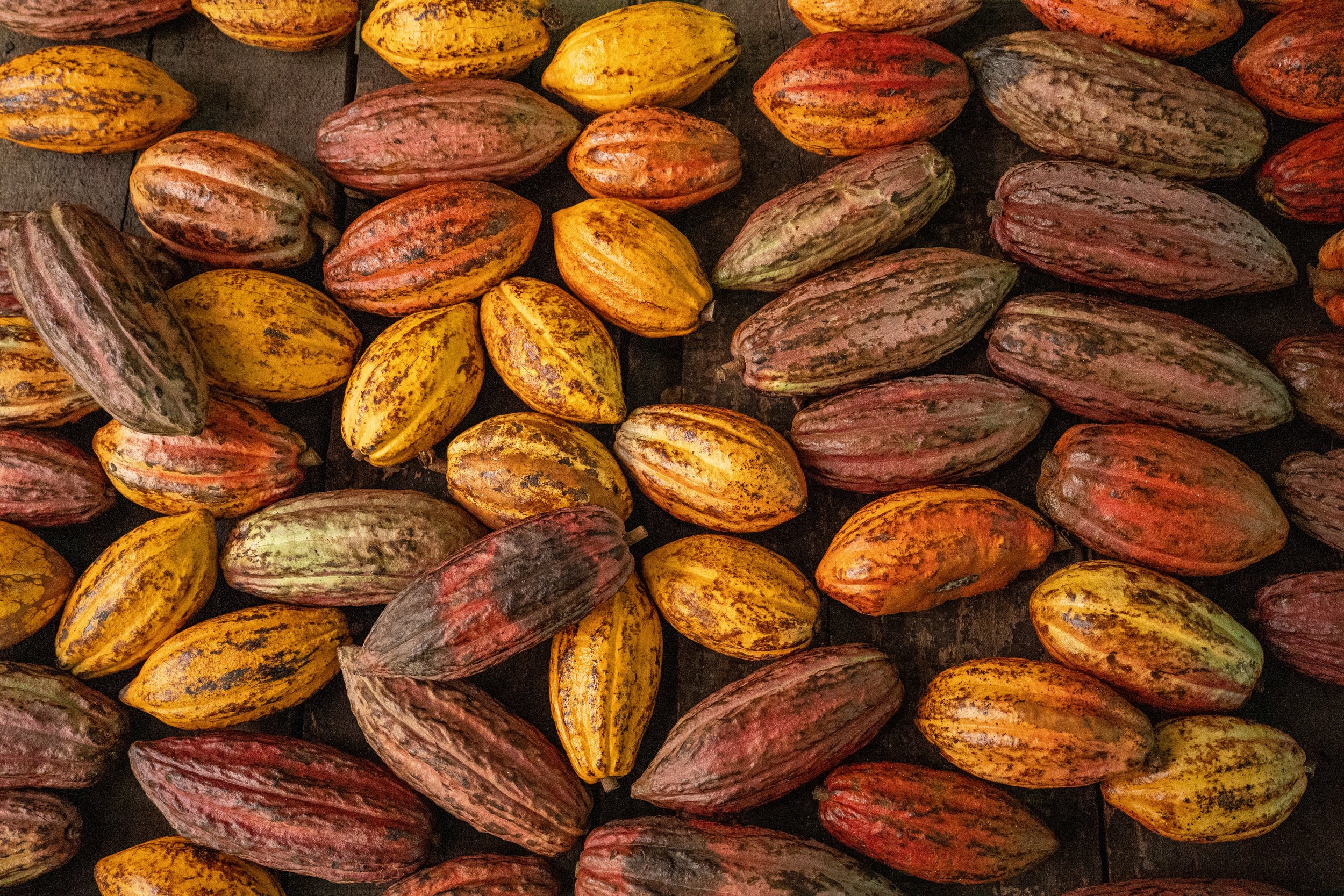 Cacao Pods
Alajuela Province, Costa Rica