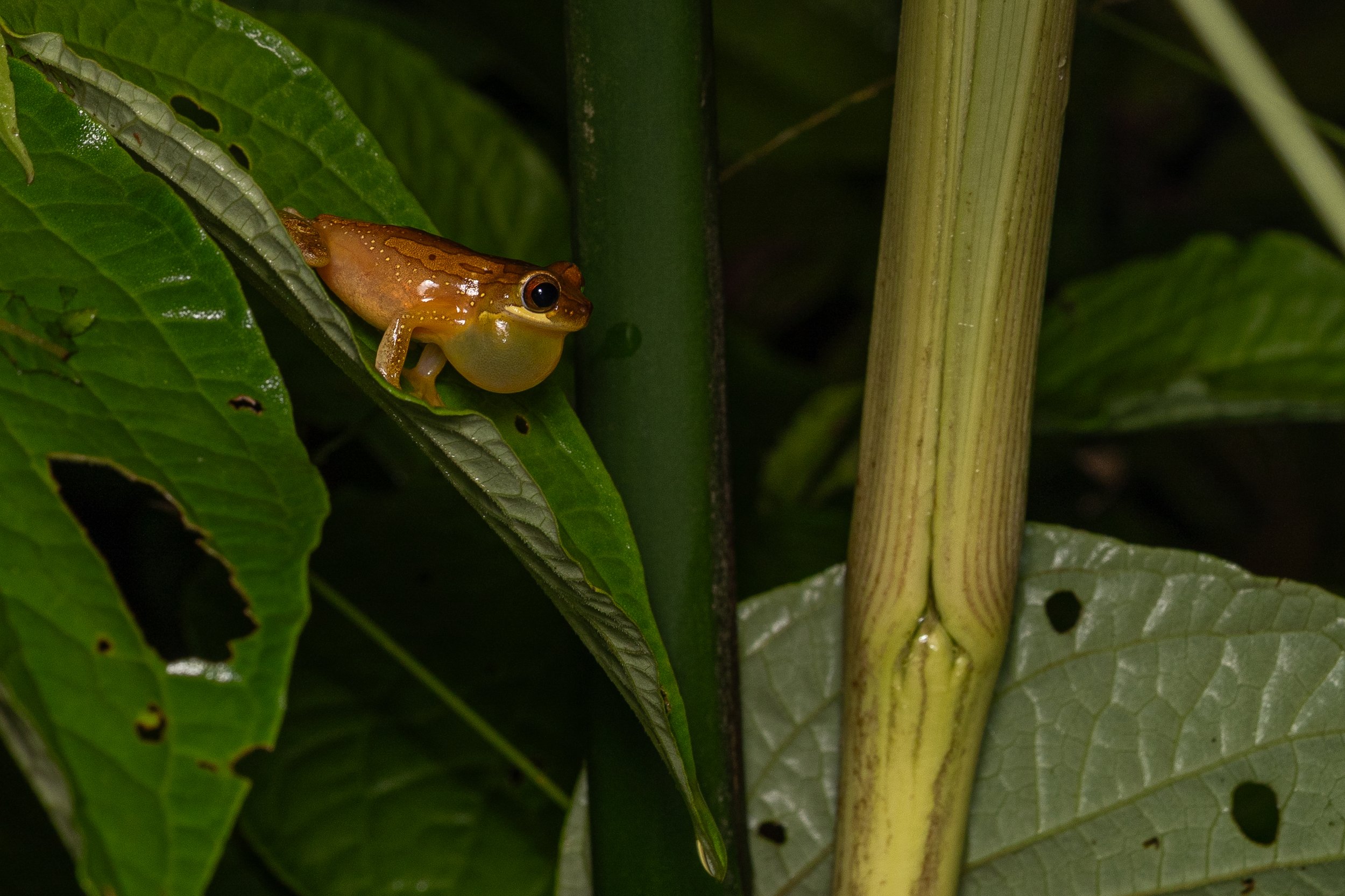 Harlequin Treefrog
(Dendropsophus ebraccatus, Hylidae)
Alajuela Province, Costa Rica