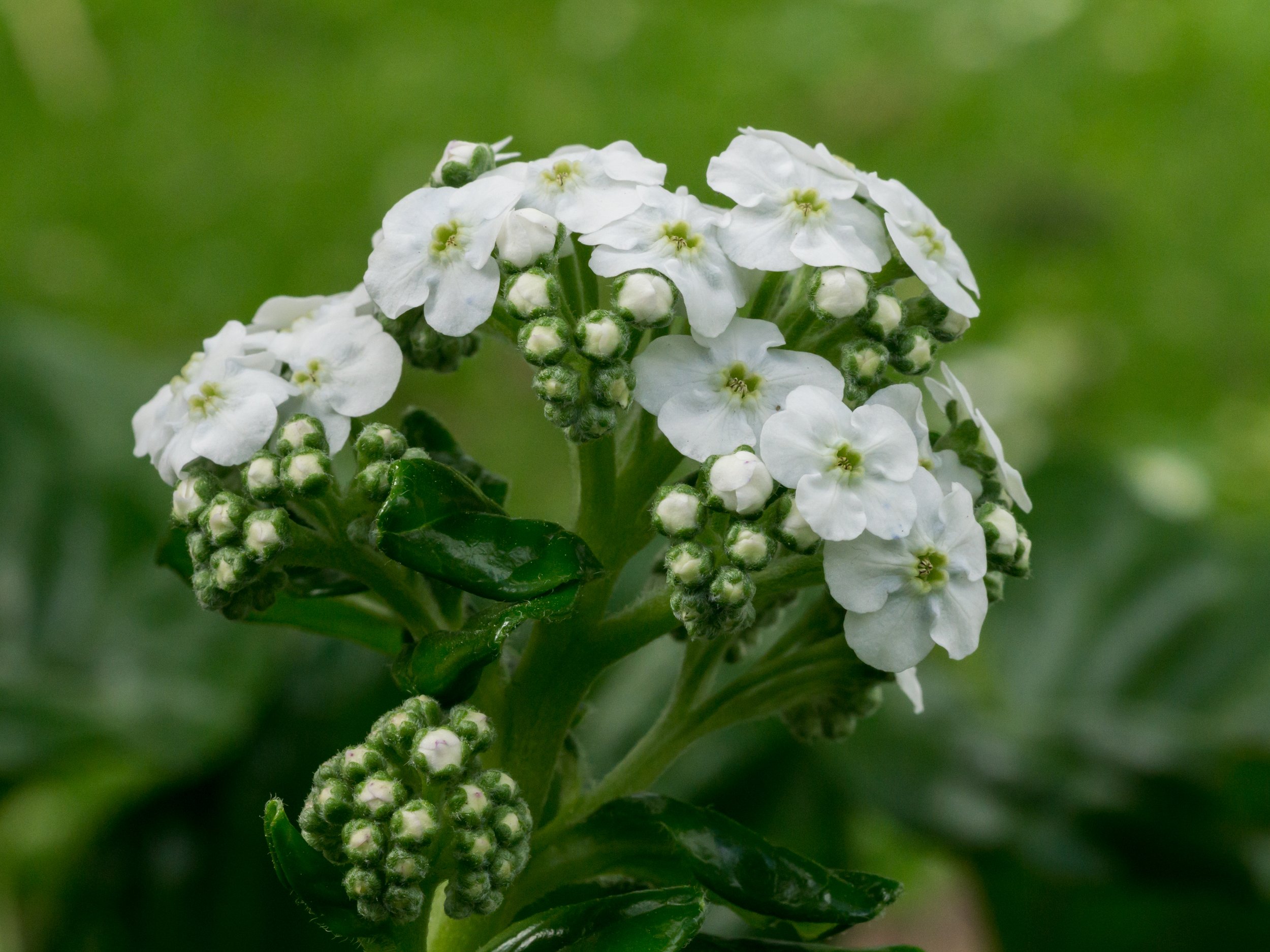 Kopakopa / Chatham Island Forget-me-not
(Myosotidium hortensia, Boraginaceae)
Garden, New Zealand