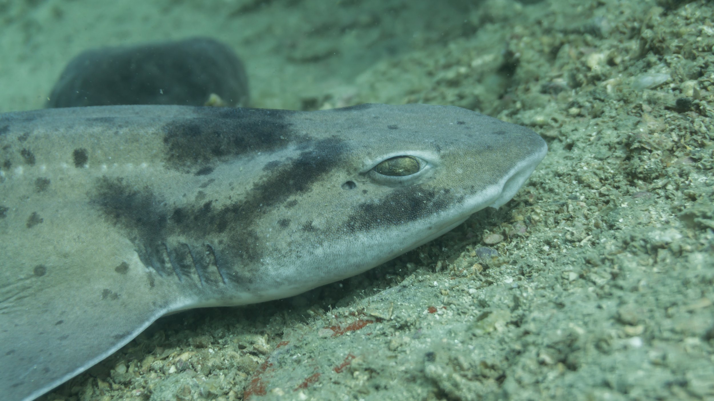 Carpet Shark
(Cephaloscyllium isabella, Scyliorhinidae)
Tennyson Inlet, Marlborough, New Zealand