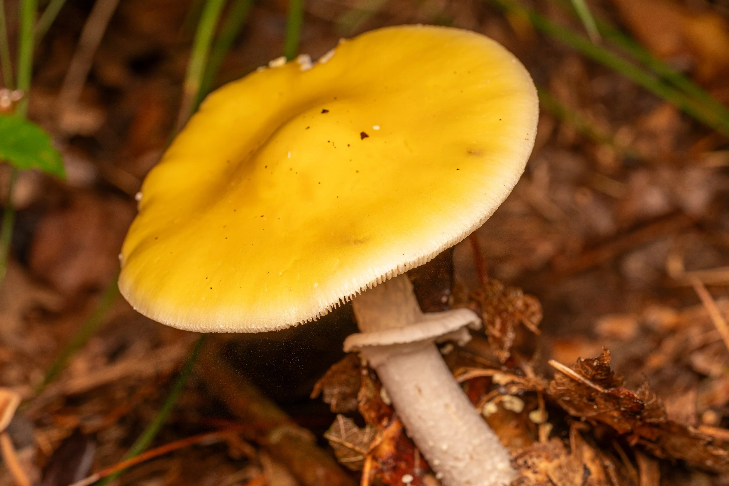 Peck's Yellow Dust Amanita
(Amanita elongata, Amanitaceae)
Yankee Springs Recreation Area, Michigan