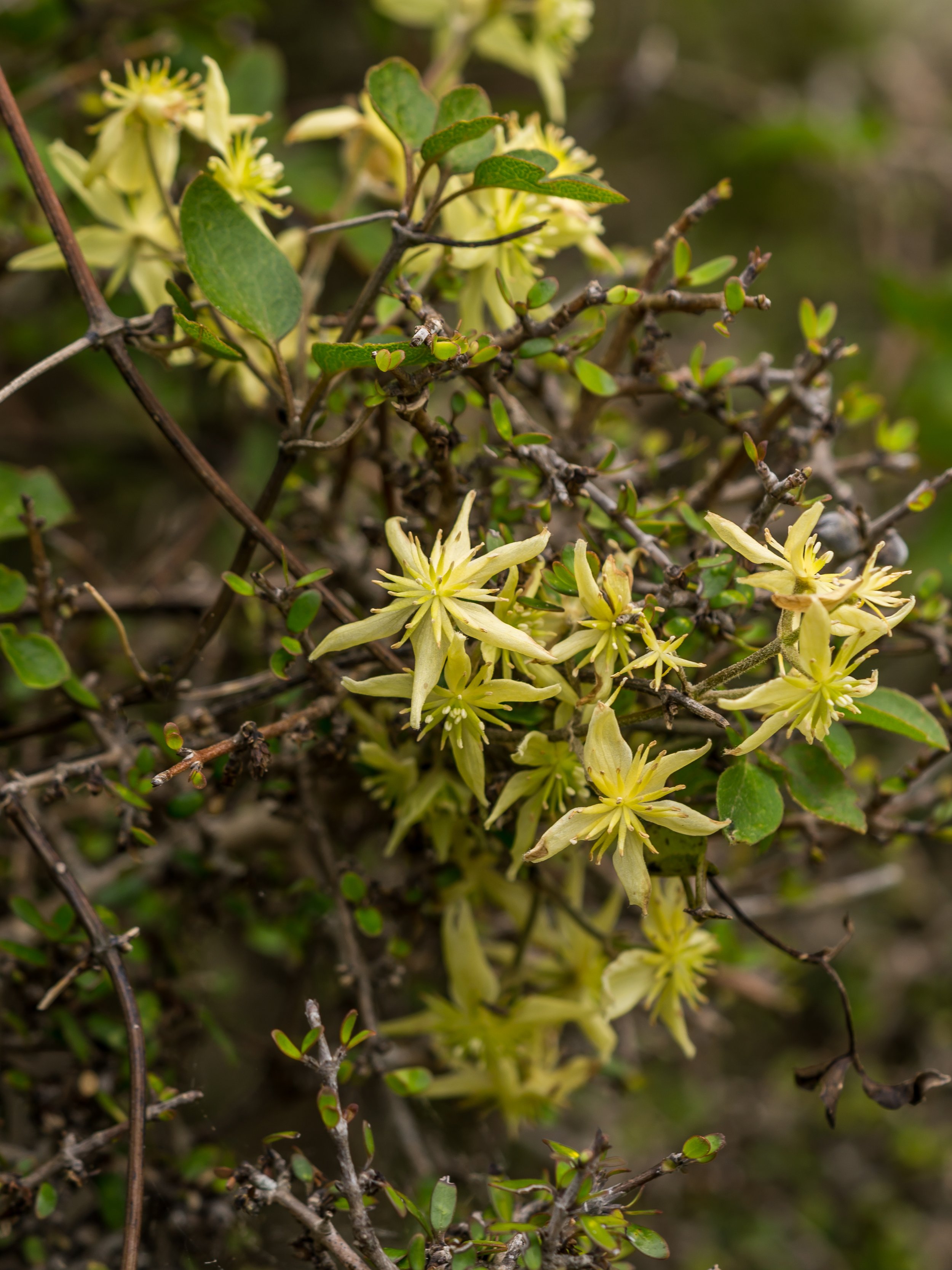 (Clematis foetida, Ranunculaceae)
Banks Peninsula, Canterbury, New Zealand