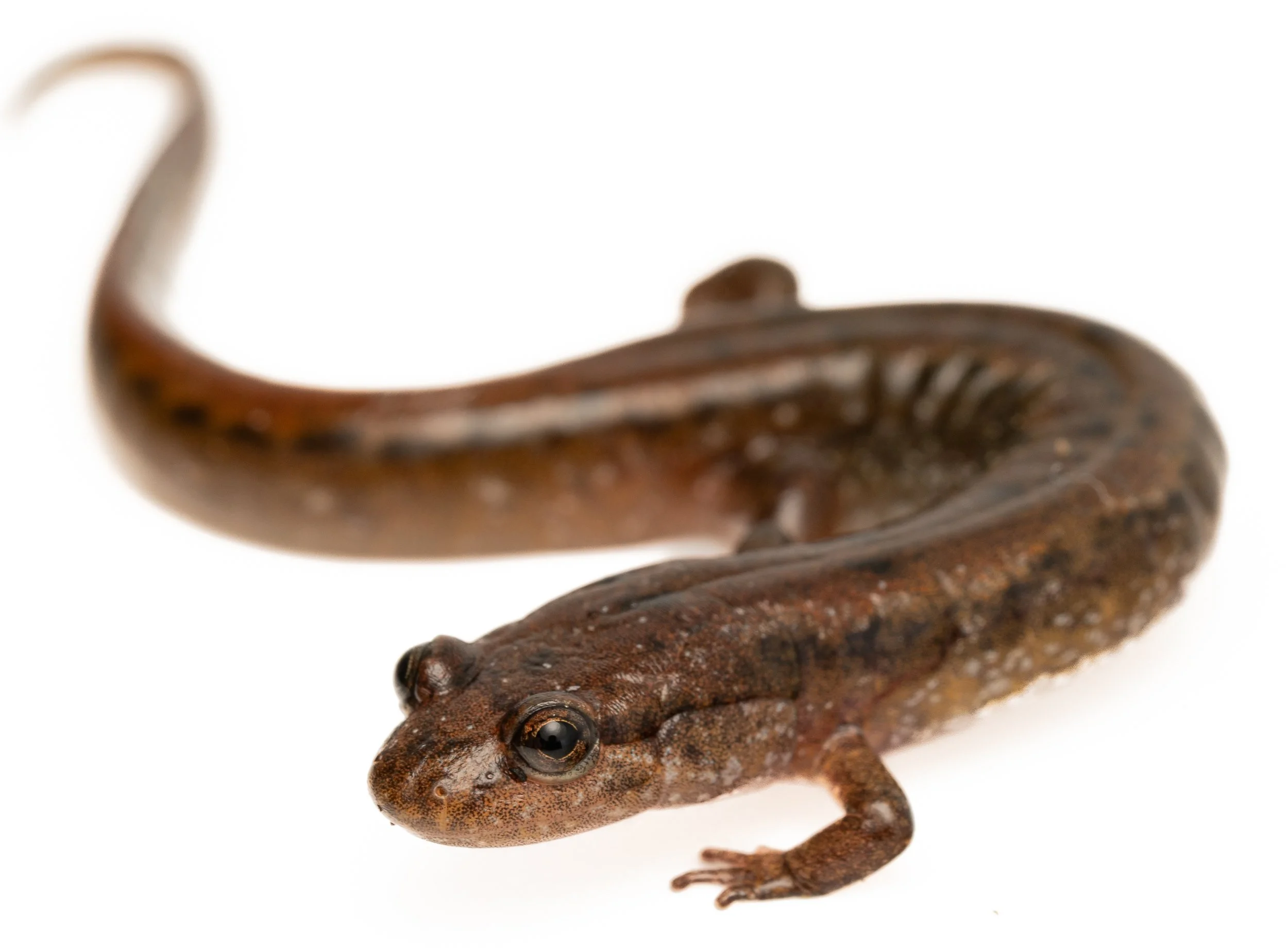 Northern Dusky Salamander (Desmognathus fuscus, Plethodontidae) Oakmont, Pennsylvania