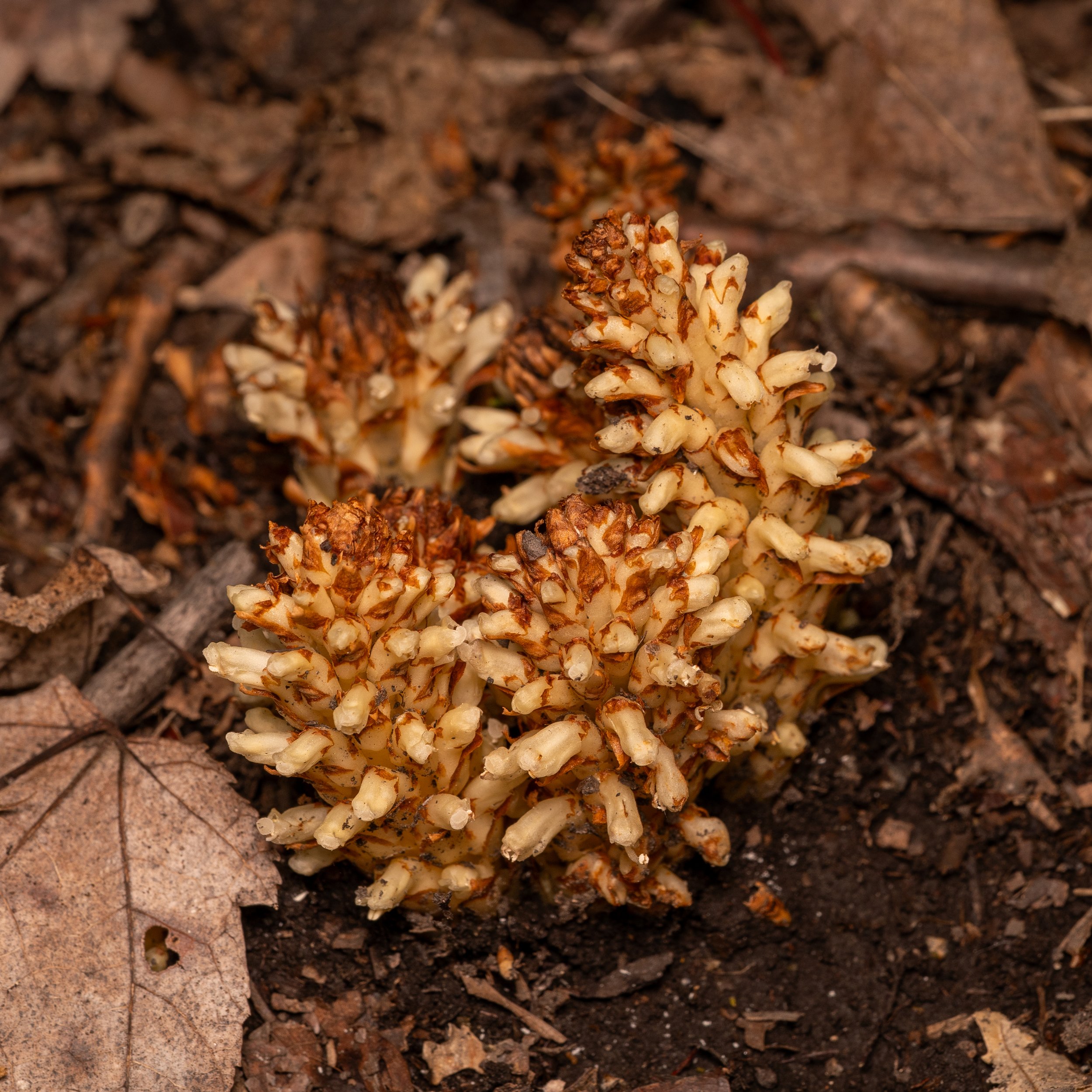 American Cancer-Root
(Conopholis americana, Orobanchaceae)
Oakmont, Pennsylvania