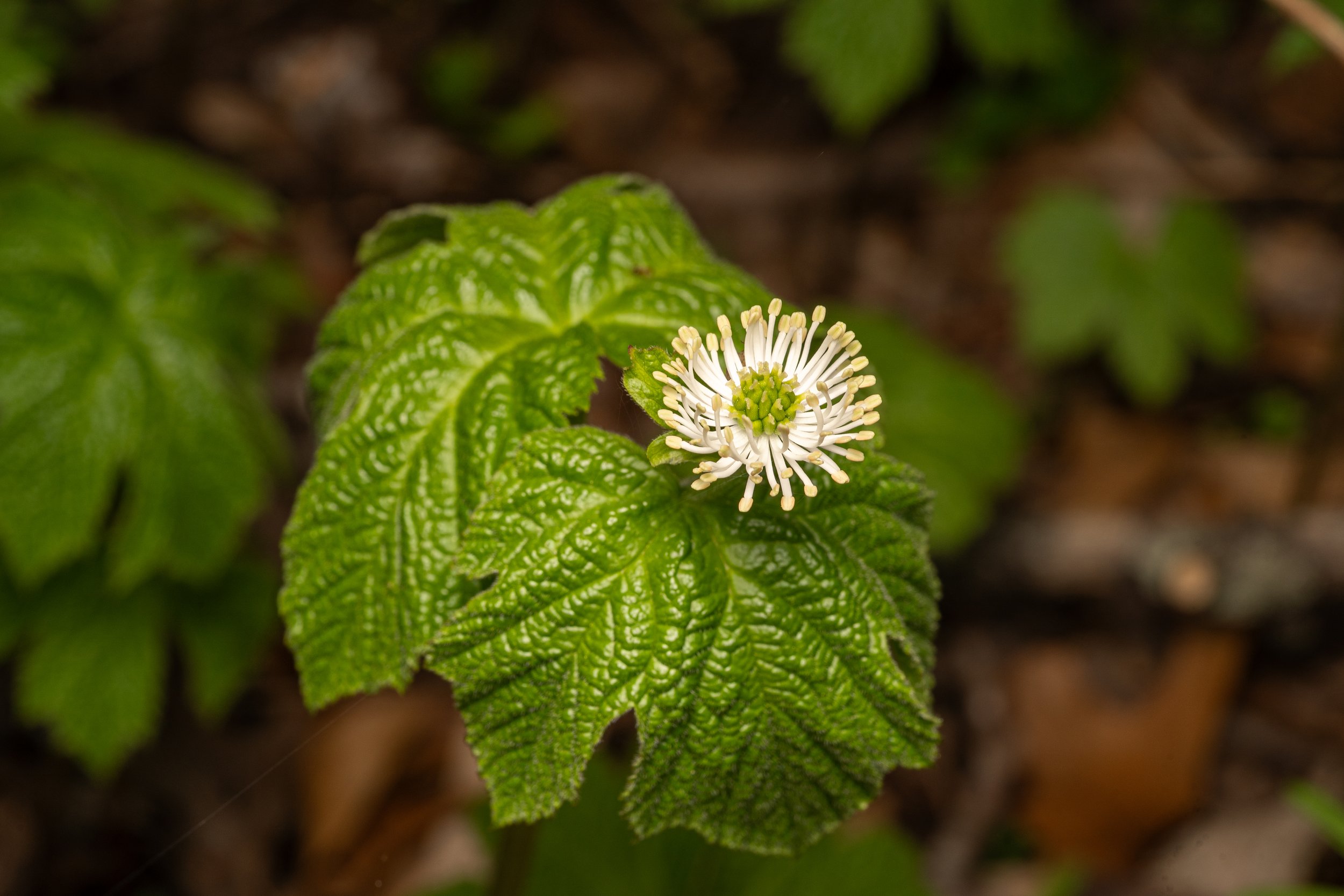 Goldenseal
(Hydrastis canadensis, Ranunculaceae)
Oakmont, Pennsylvania