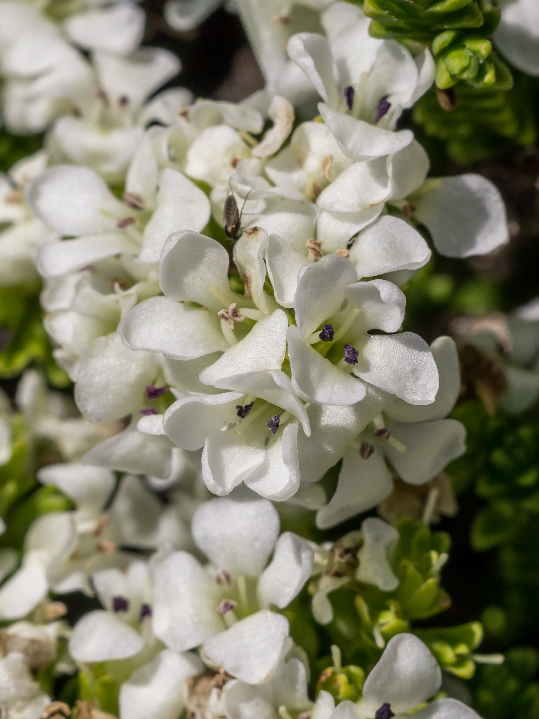 (Veronica hookeri, Plantaginaceae)
Black Range, Canterbury, New Zealand