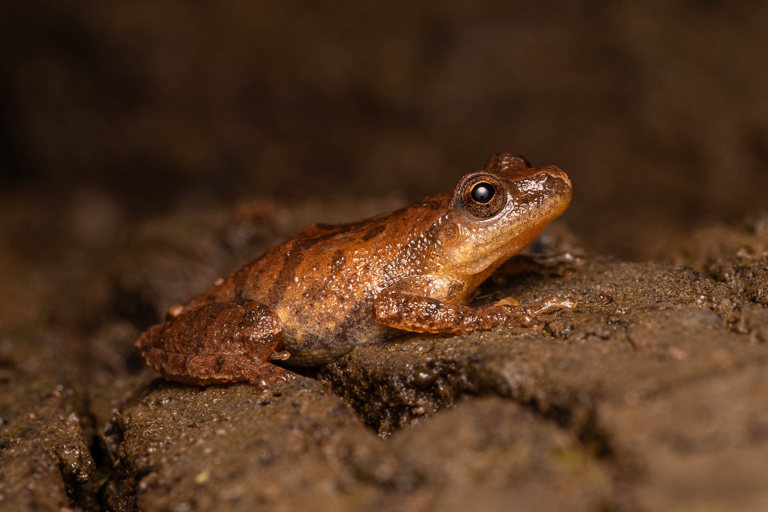 Spring Peeper
(Pseudacris crucifer, Hylidae)
Fox Chapel, Pennsylvania
