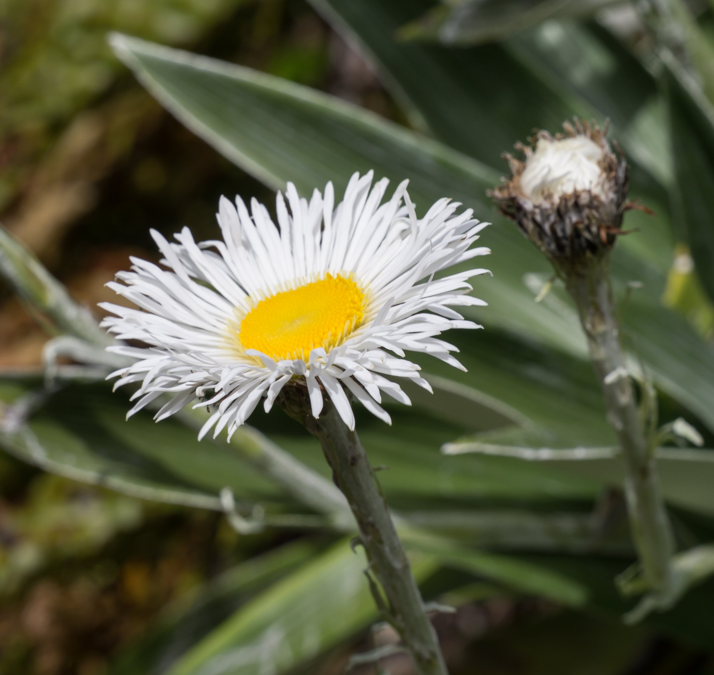 Large Mountain Daisy
(Celmisia semicordata, Asteraceae)
Arthur's Pass, West Coast, New Zealand