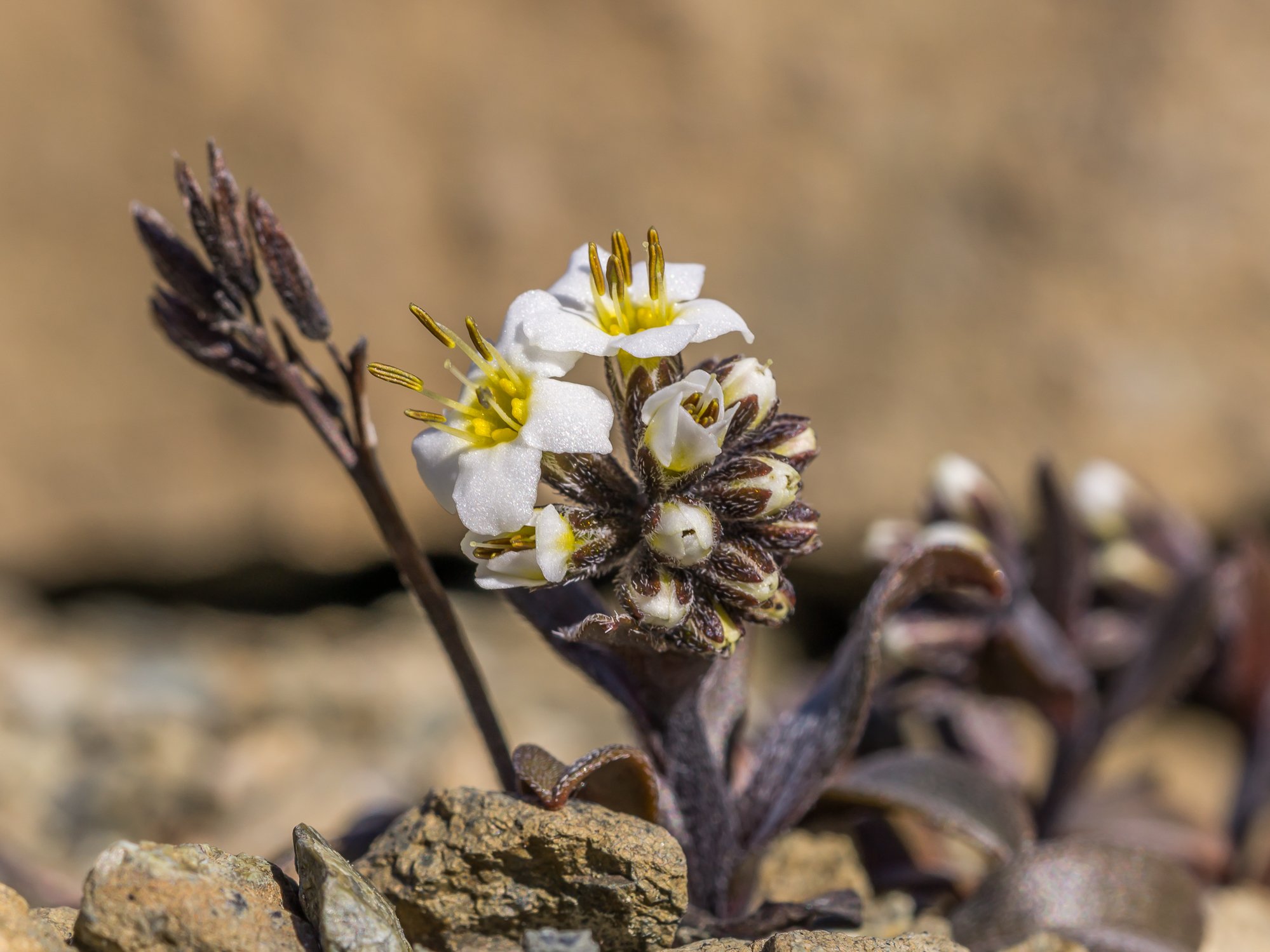 Monro’s Forget-me-not
(Myosotis monroi, Boraginaceae)
Coppermine Saddle, Nelson, New Zealand