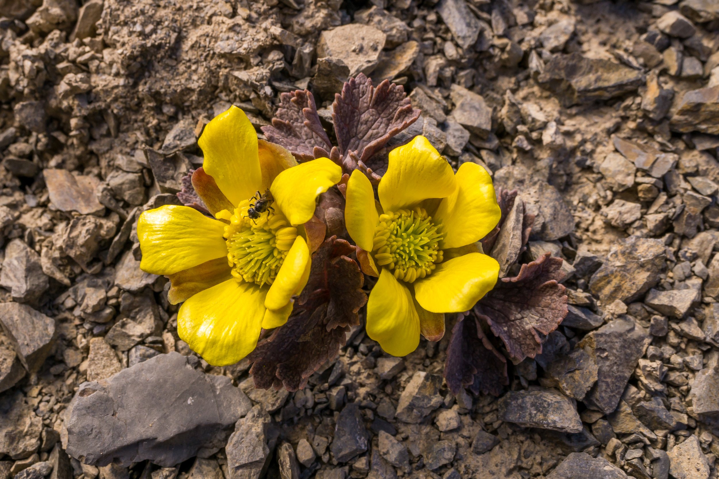 Scree Buttercup
(Ranunculus crithmifolius, Ranunculaceae)
Coleridge Saddle, Canterbury, New Zealand