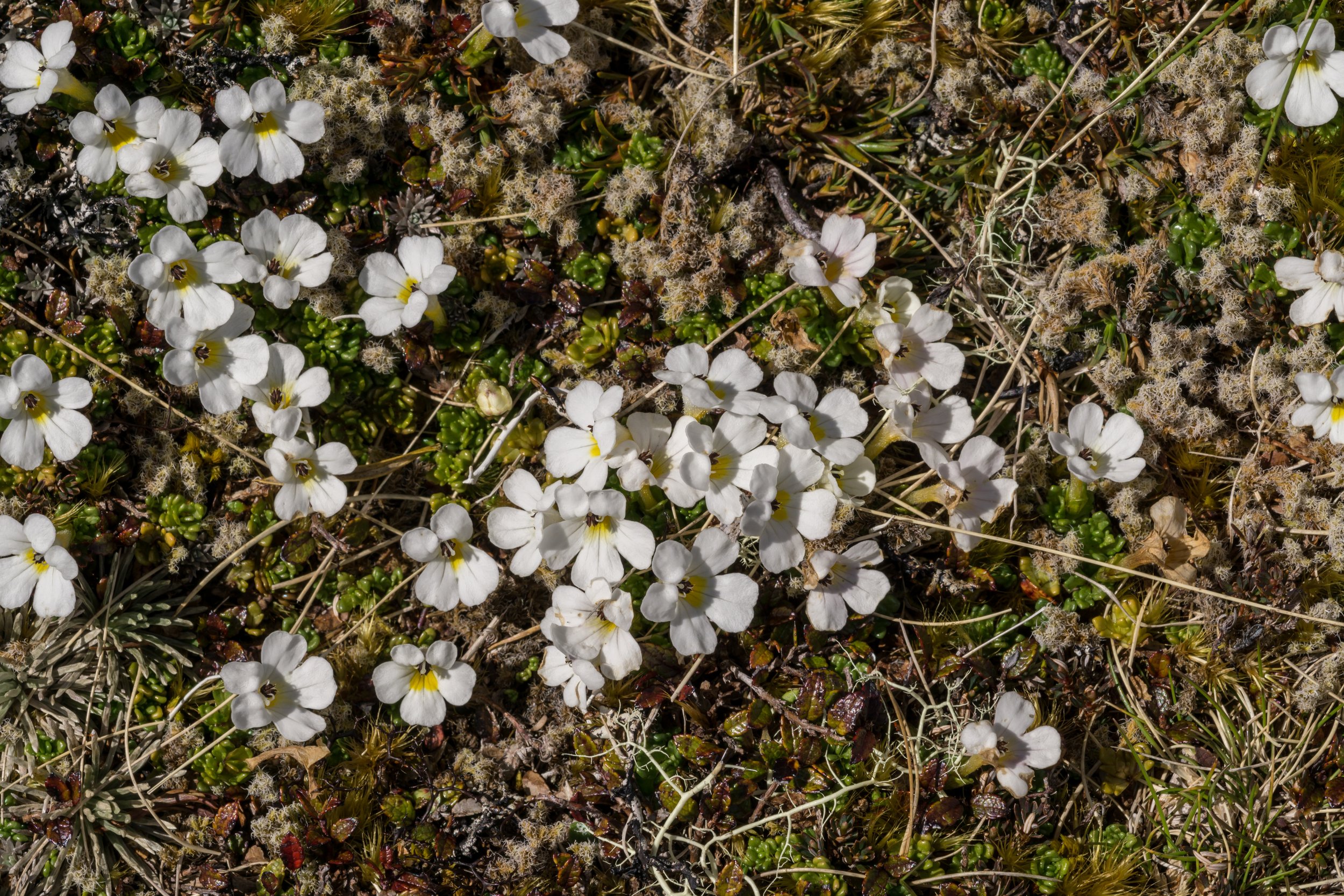 Creeping Eyebright
(Euphrasia revoluta, Orobanchaceae)
Mt Elliot, West Coast, New Zealand