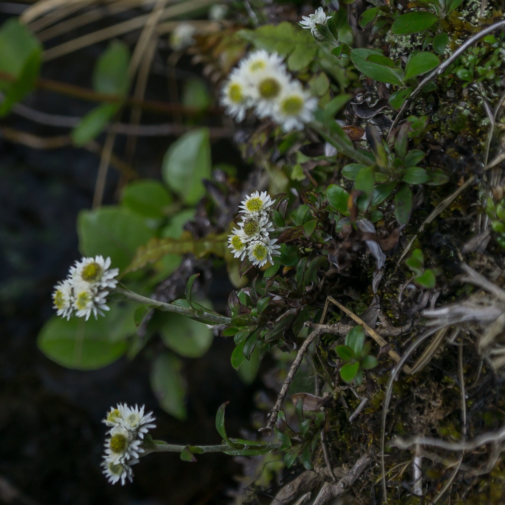 (Anaphalioides alpina, Asteraceae)
Tongariro, Manawatū-Whanganui, New Zealand