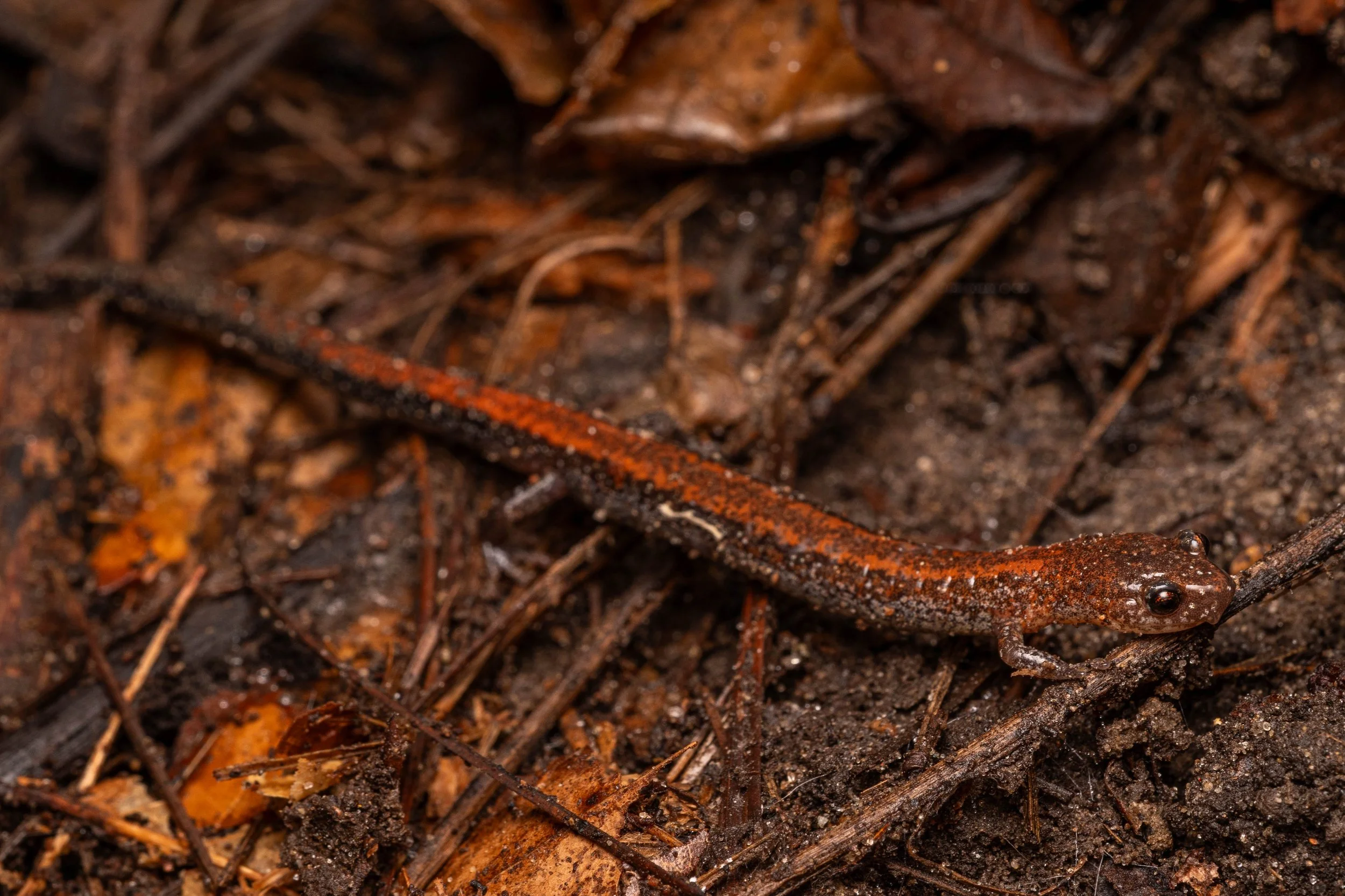Eastern Red-backed Salamander
(Plethodon cinereus, Plethodontidae)
Goll Woods State Nature Preserve, Ohio