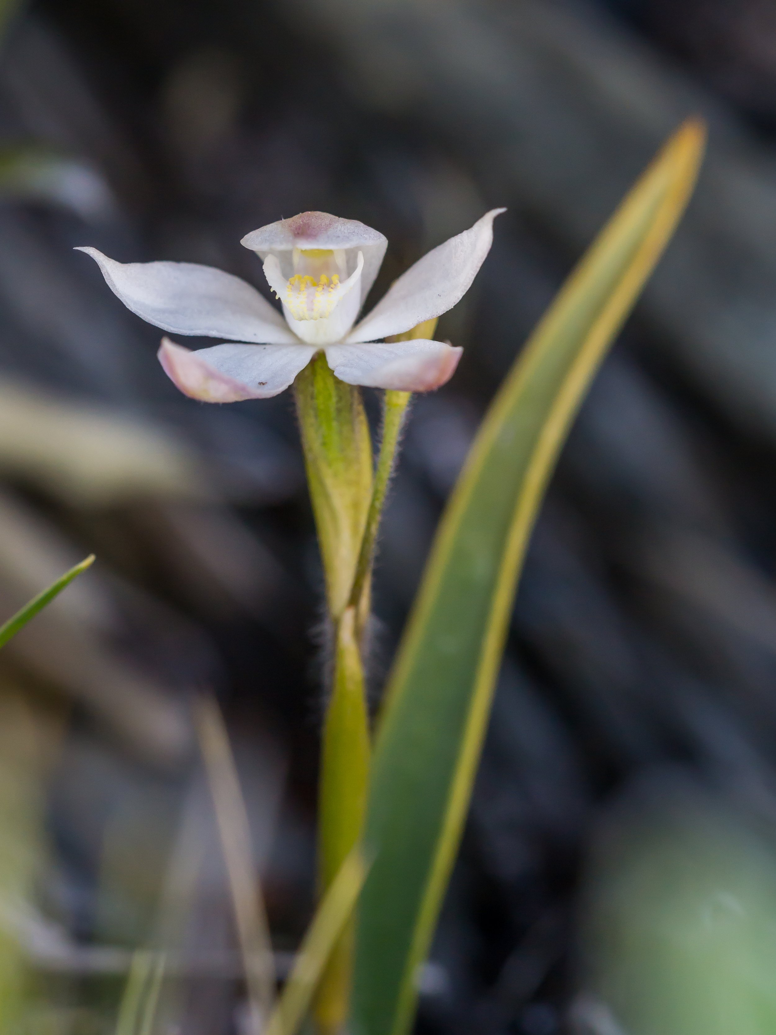 Mountain Caps Orchid
(Caladenia lyallii, Orchidaceae)
Richmond Range, Tasman, New Zealand
