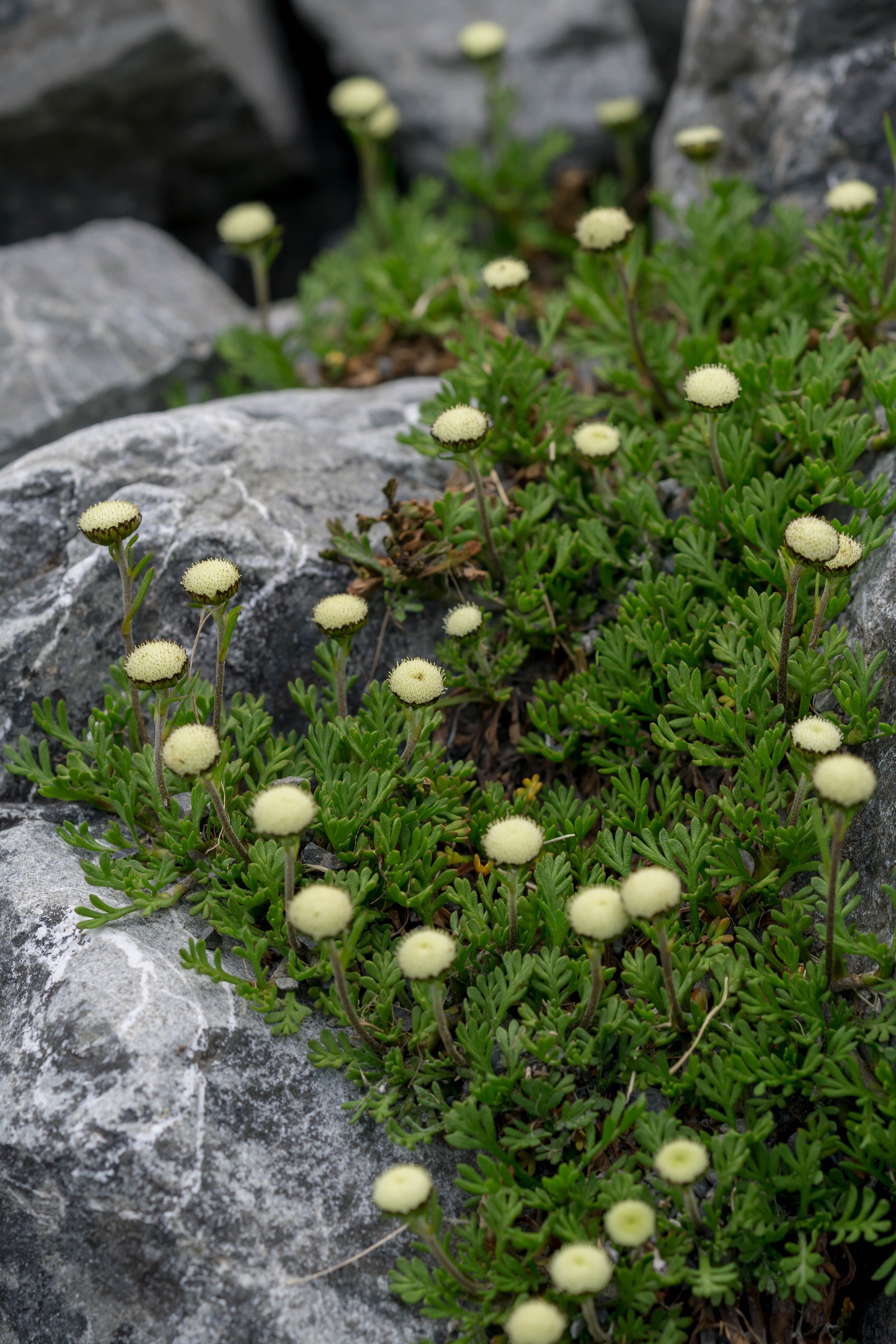 Miniature Brass-Buttons
(Leptinella sp., Asteraceae)
Castle Hill, Canterbury, New Zealand