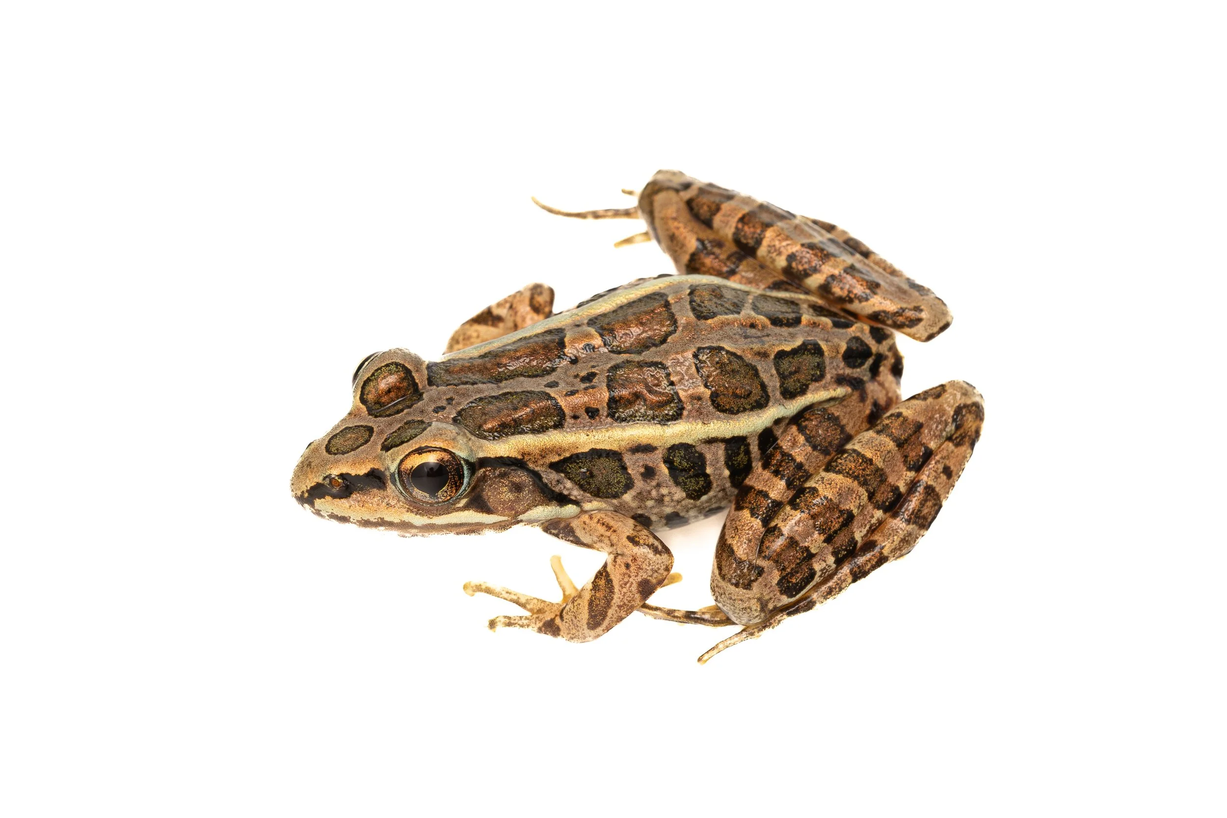 Pickerel Frog
(Lithobates palustris, Ranidae)
East Brady, Pennsylvania