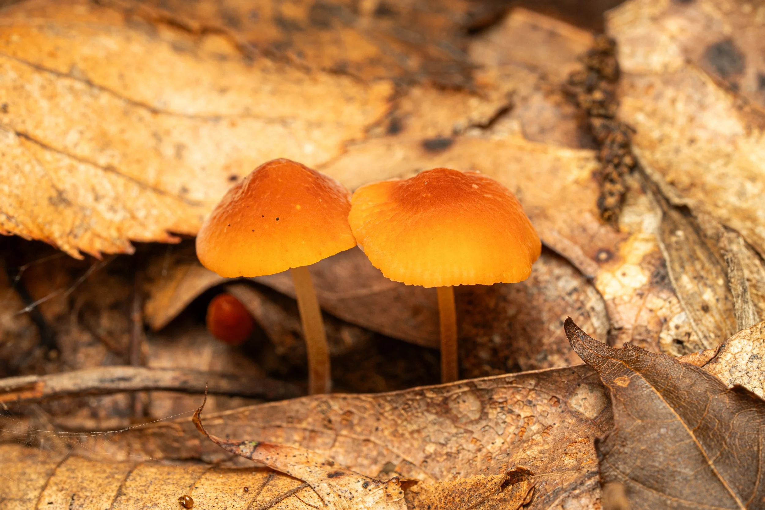 (Marasmius sp., Marasmiaceae)
East Brady, Pennsylvania