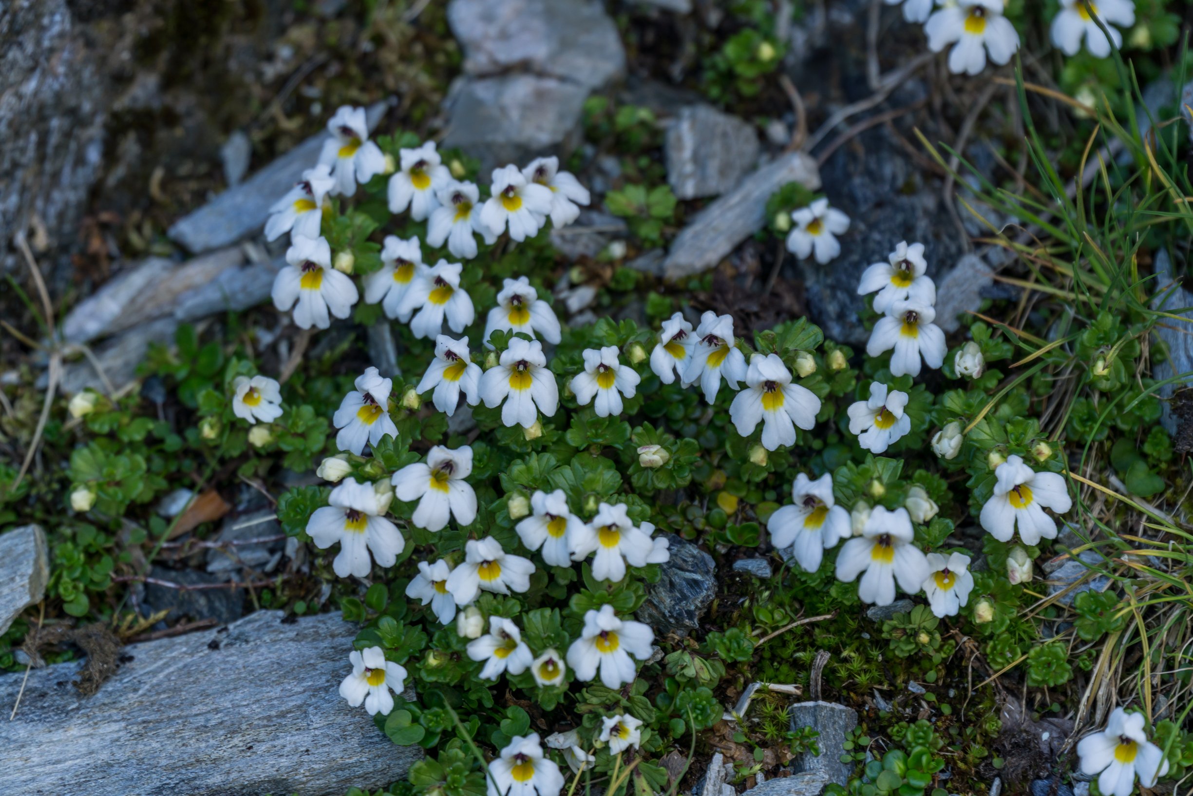 (Euphrasia petriei, Orobanchaceae)
Mt Alexander, West Coast, New Zealand