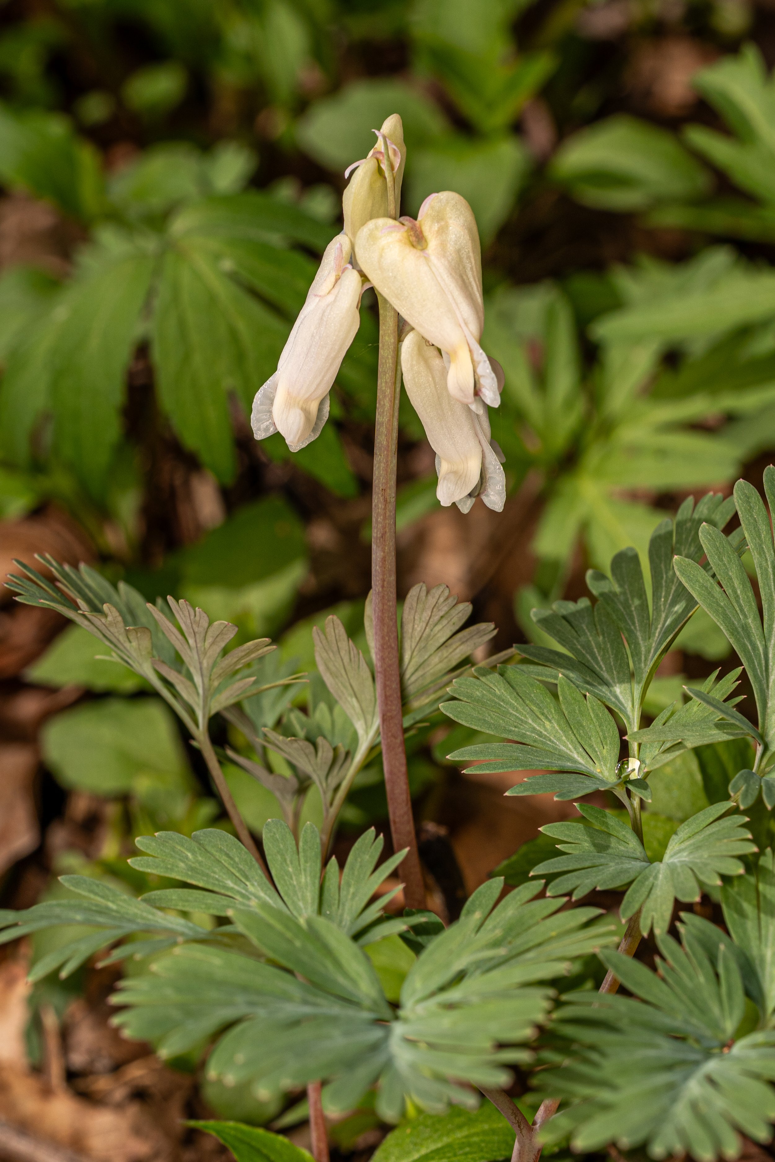 Squirrel Corn
(Dicentra canadensis, Papaveraceae)
Oakmont, Pennsylvania