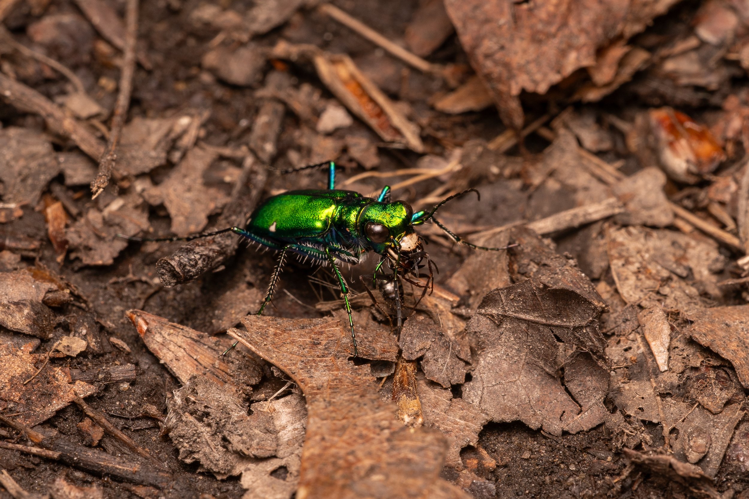 Six-spotted Tiger Beetle
(Cicindela sexguttata, Cicindelidae)
Oakmont, Pennsylvania