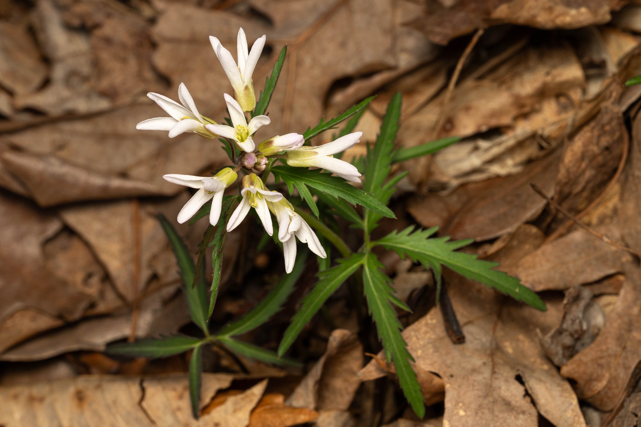 Cut-leaved Toothwort
(Cardamine concatenata, Brassicaceae)
Oakmont, Pennsylvania