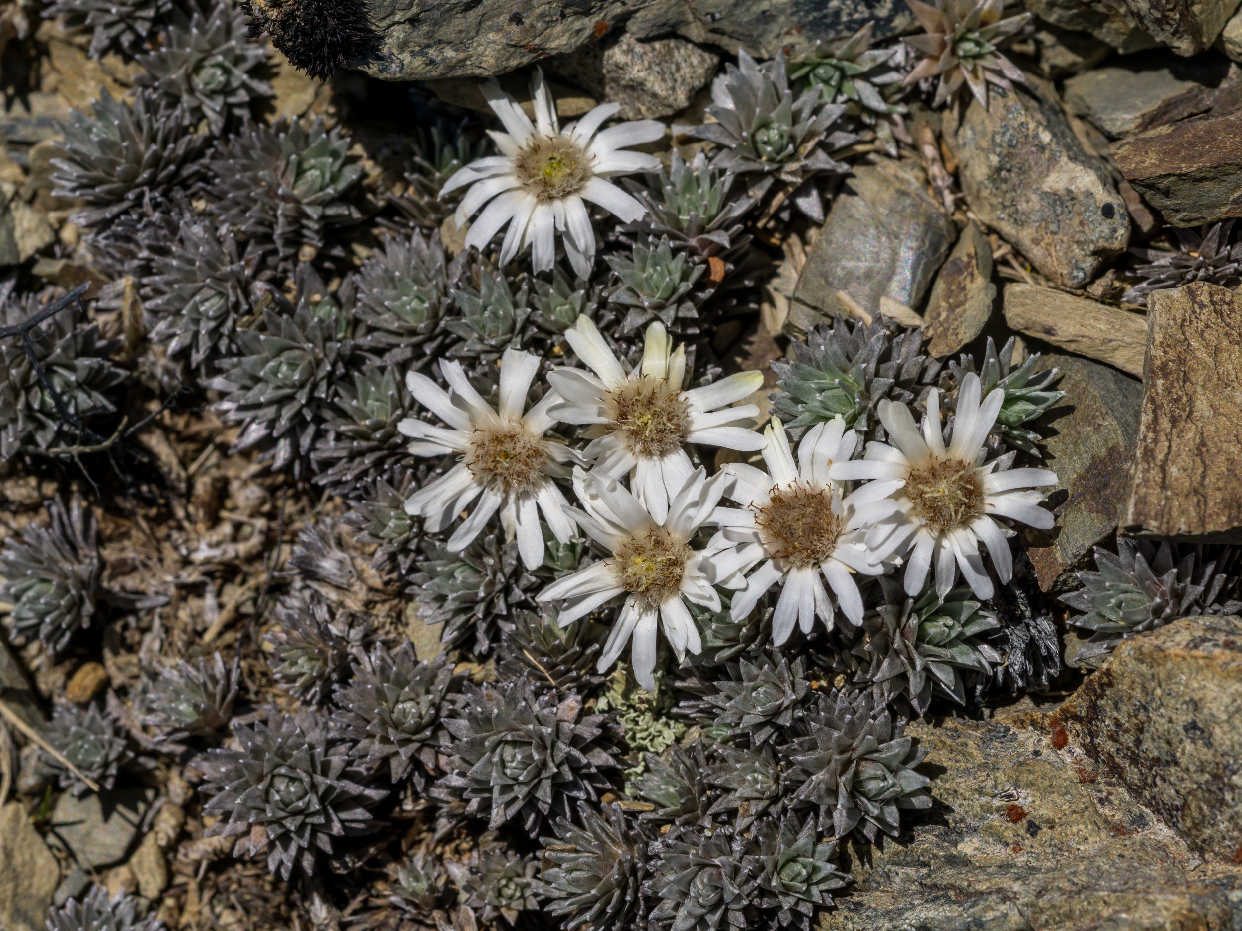 Large-flowered Mat Daisy
(Raoulia grandiflora, Asteraceae)
Richmond Range, Tasman, New Zealand