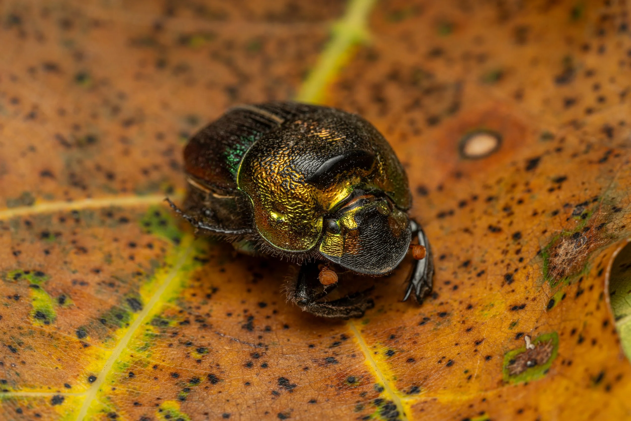 Rainbow Scarab
(Phanaeus vindex, Scarabaeidae)
Oakmont, Pennsylvania