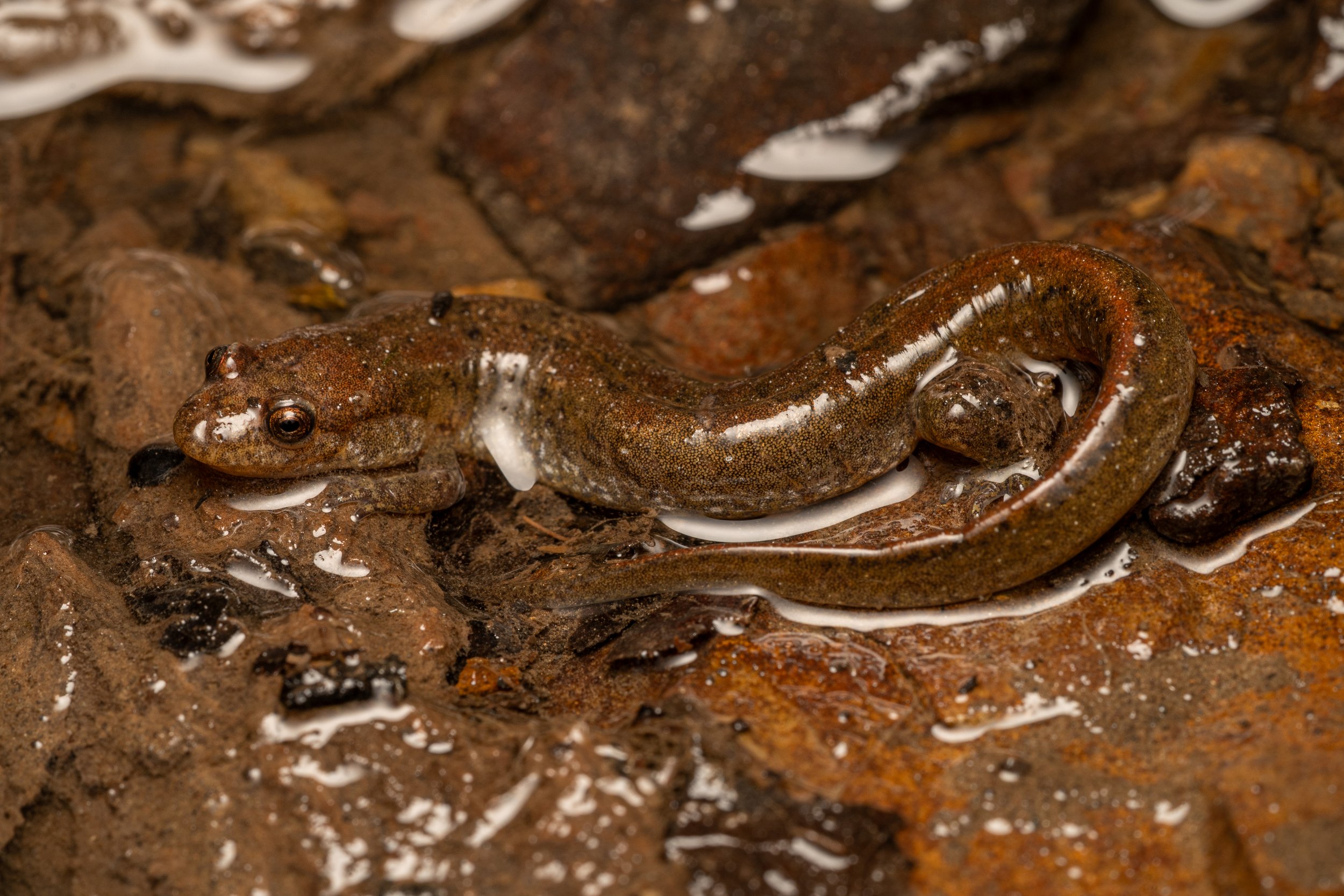 Northern Dusky Salamander
(Desmognathus fuscus, Plethodontidae)
Oakmont, Pennsylvania