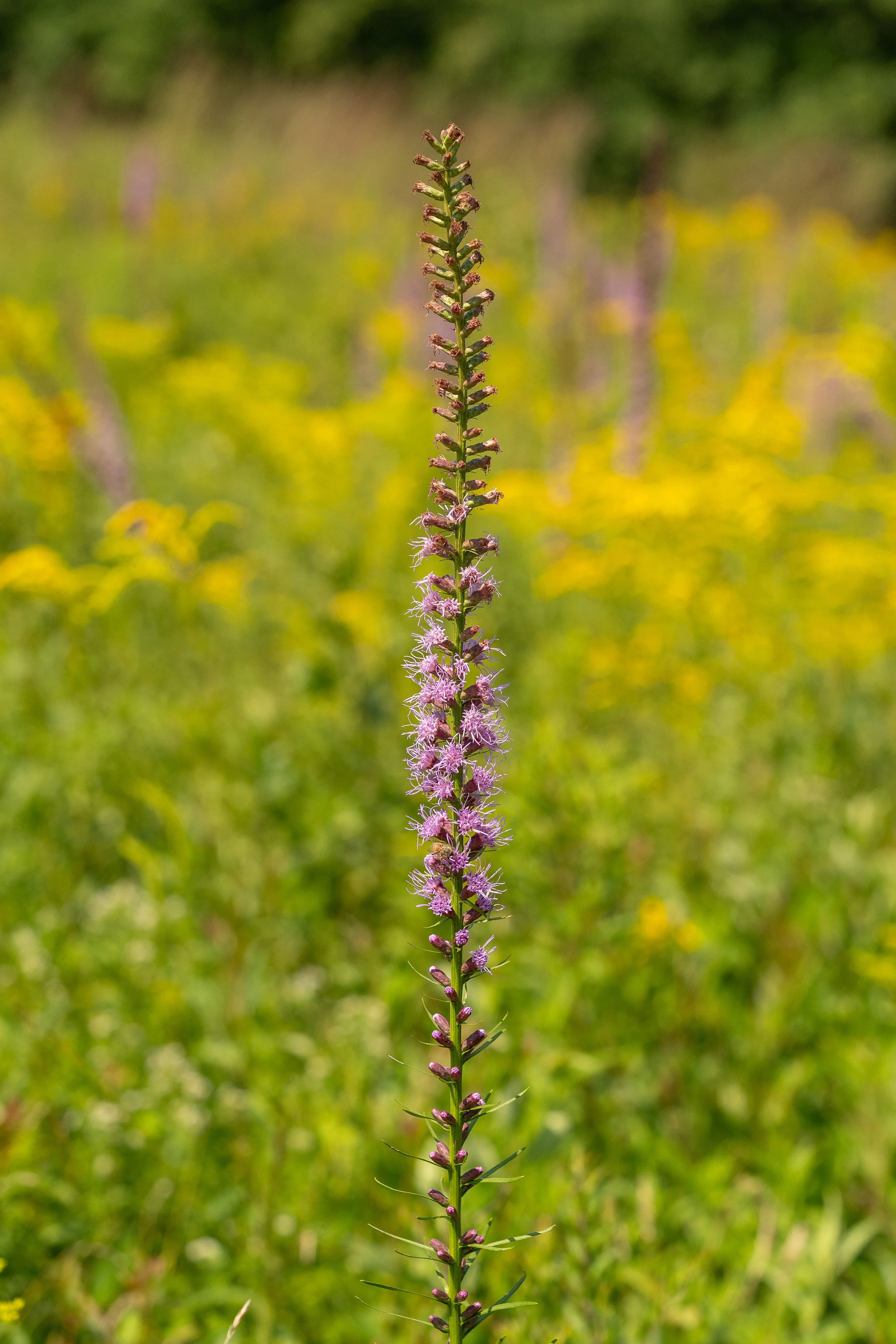 Dense Blazing Star
(Liatris spicata, Asteraceae)
Jennings Environmental Education Centre, Pennsylvania