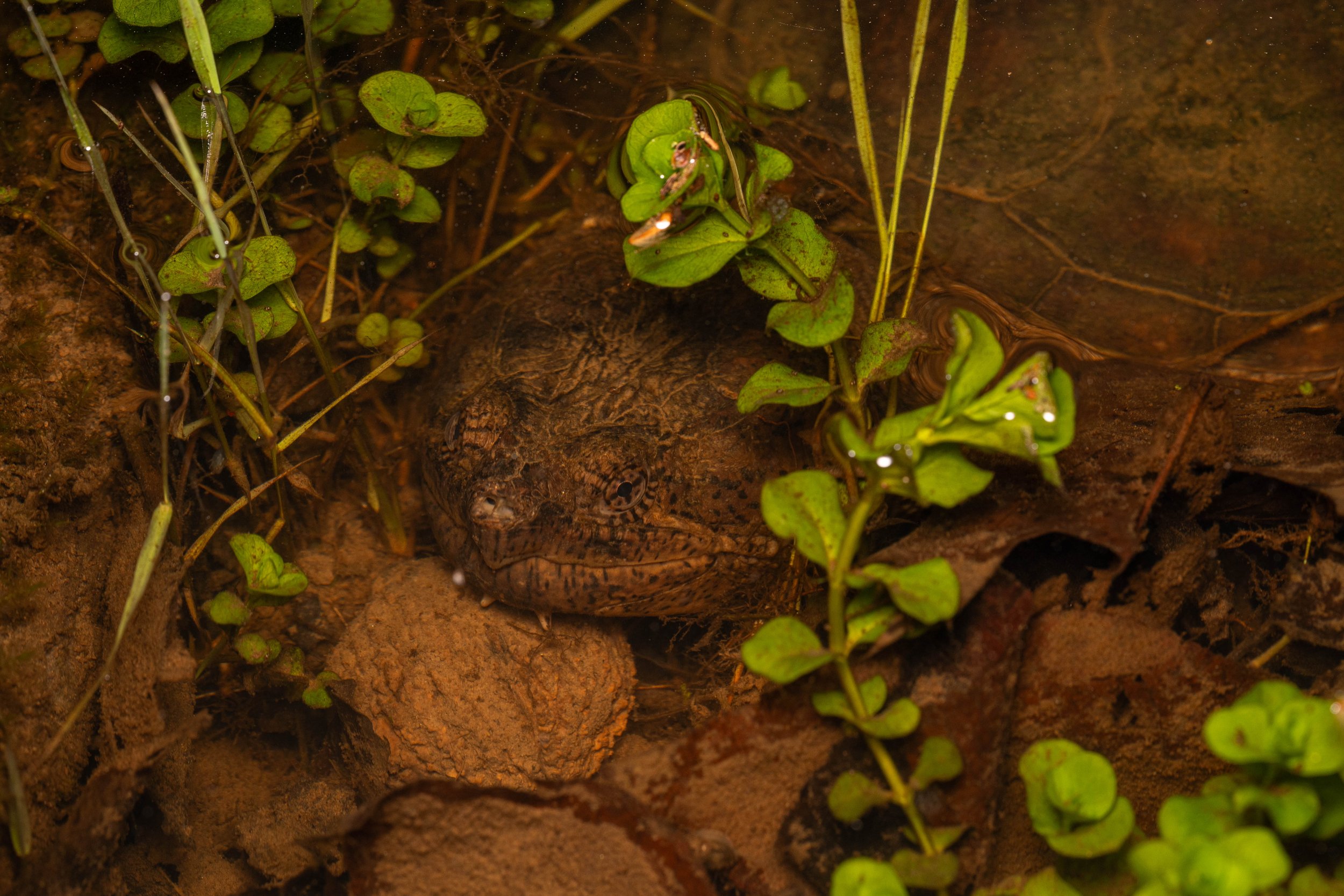 Common Snapping Turtle
(Chelydra serpentina, Chelydridae)
Fox Chapel, Pennsylvania