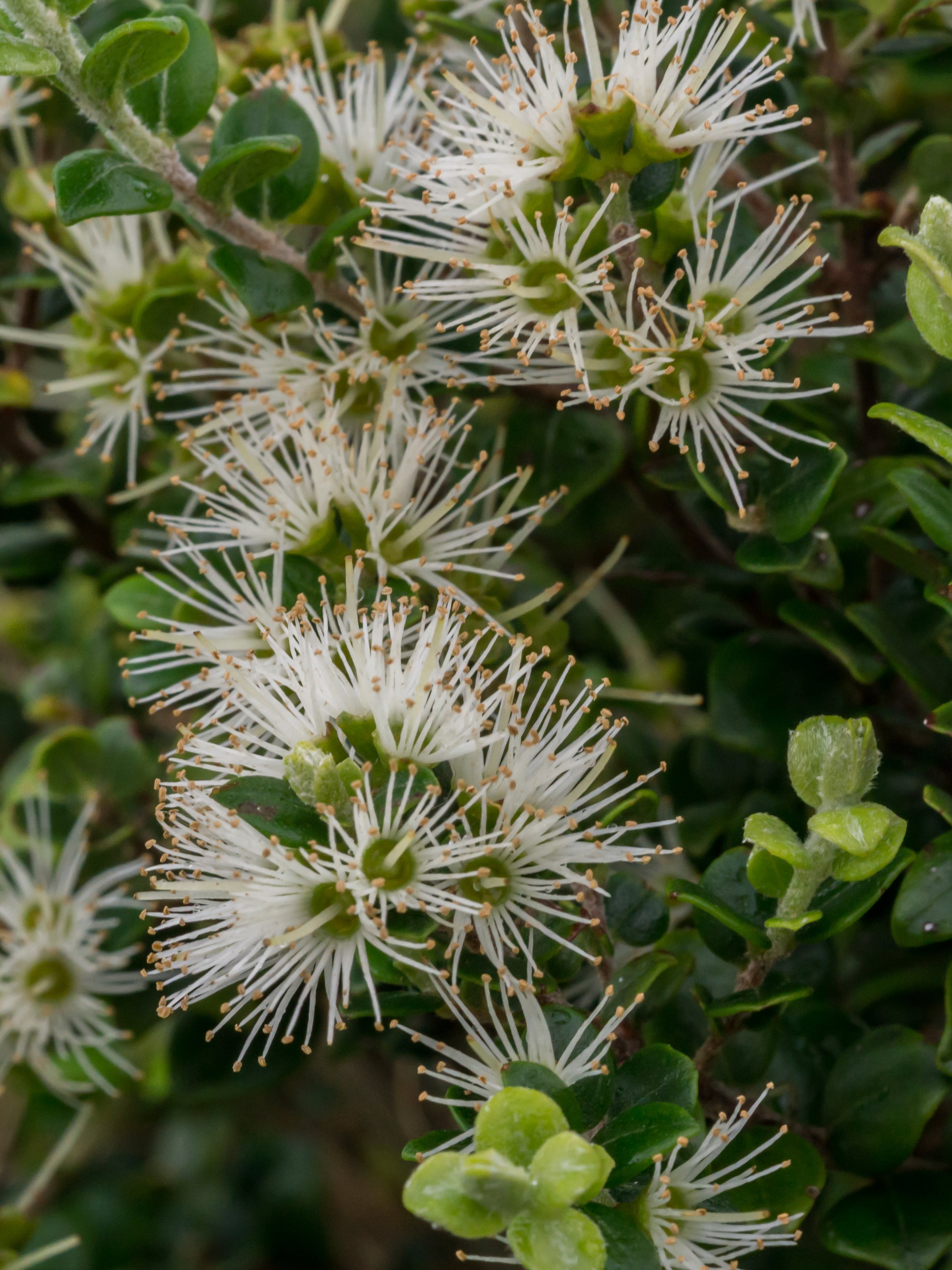 Climbing Rātā
(Metrosideros perforata, Myrtaceae)
Moehau, Waikato, New Zealand