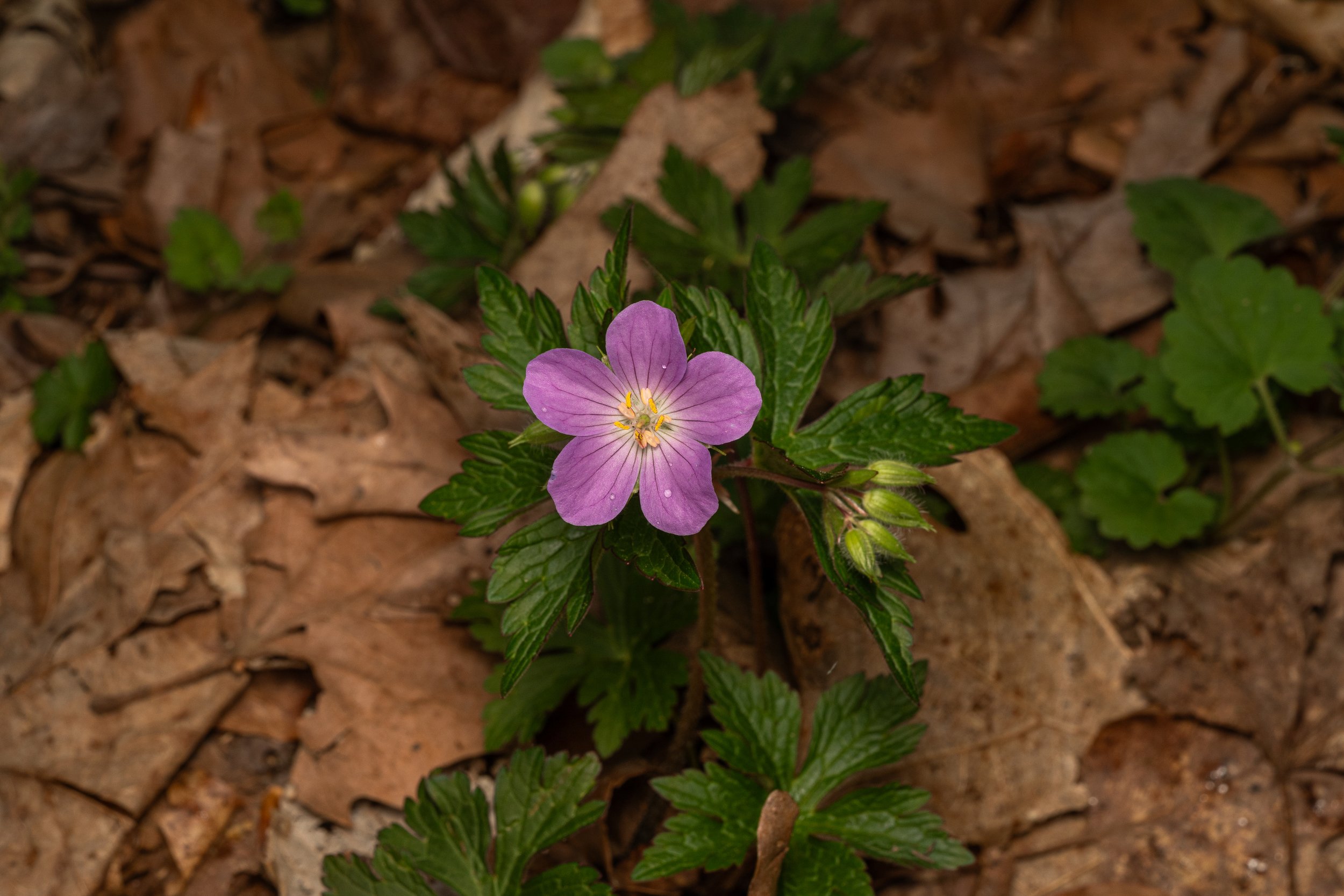 Wild Geranium
(Geranium maculatum, Geraniaceae)
Oakmont, Pennsylvania