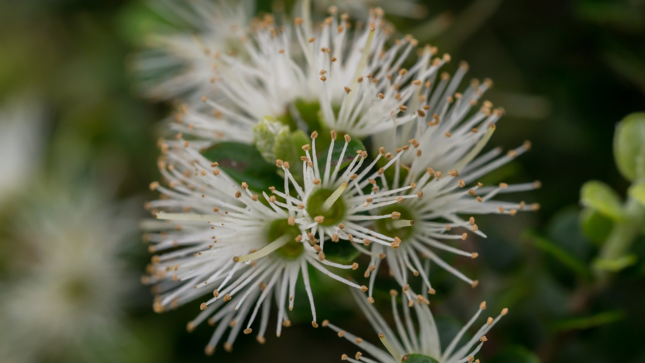 Climbing Rātā
(Metrosideros perforata, Myrtaceae)
Moehau, Waikato, New Zealand