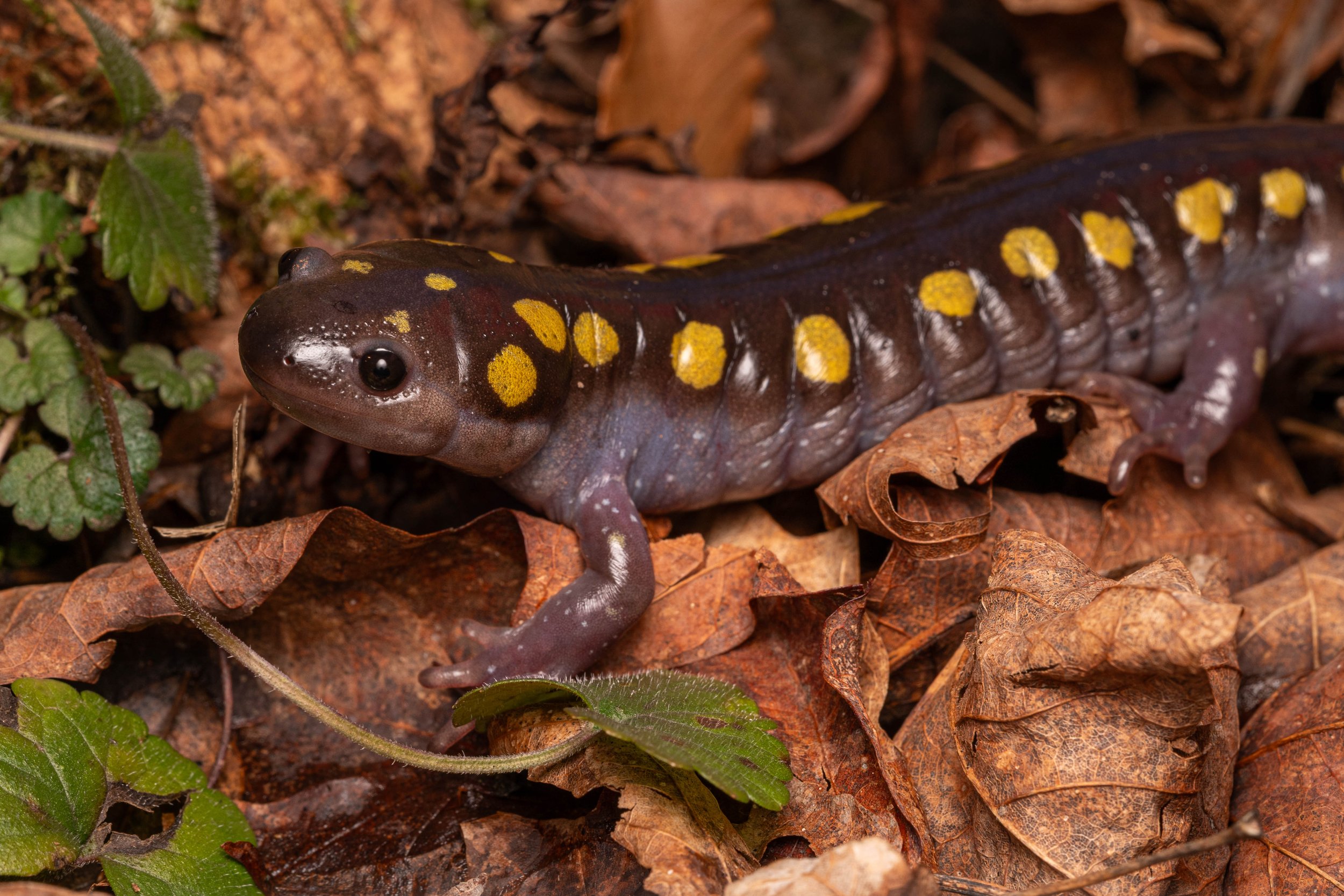 Spotted Salamander
(Ambystoma maculatum, Ambystomatidae)
Penn Hills Park, Pennsylvania