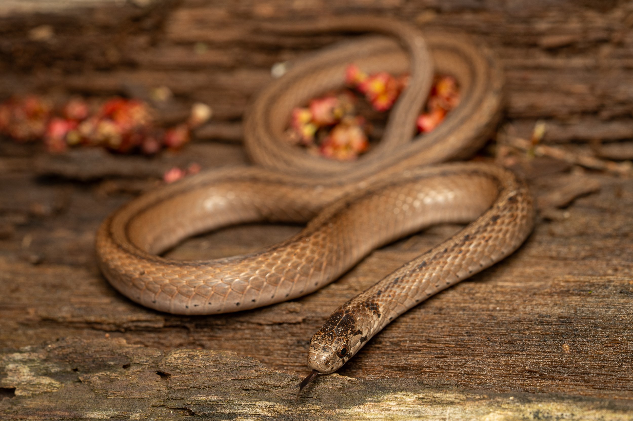 DeKay's Brownsnake
(Storeria dekayi, Colubridae)
Oakmont, Pennsylvania
