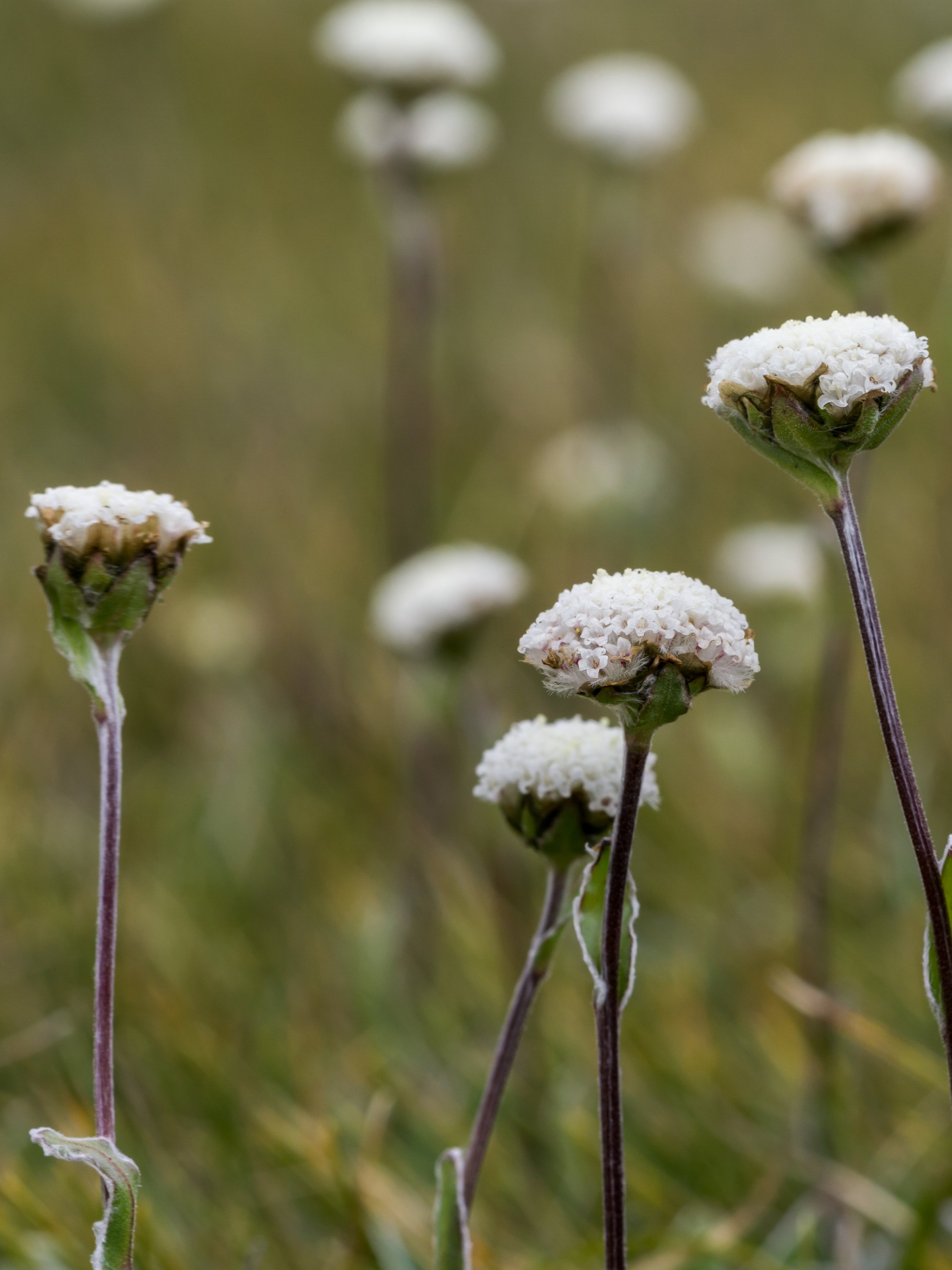 (Craspedia uniflora, Asteraceae)
Lewis Pass, Canterbury, New Zealand