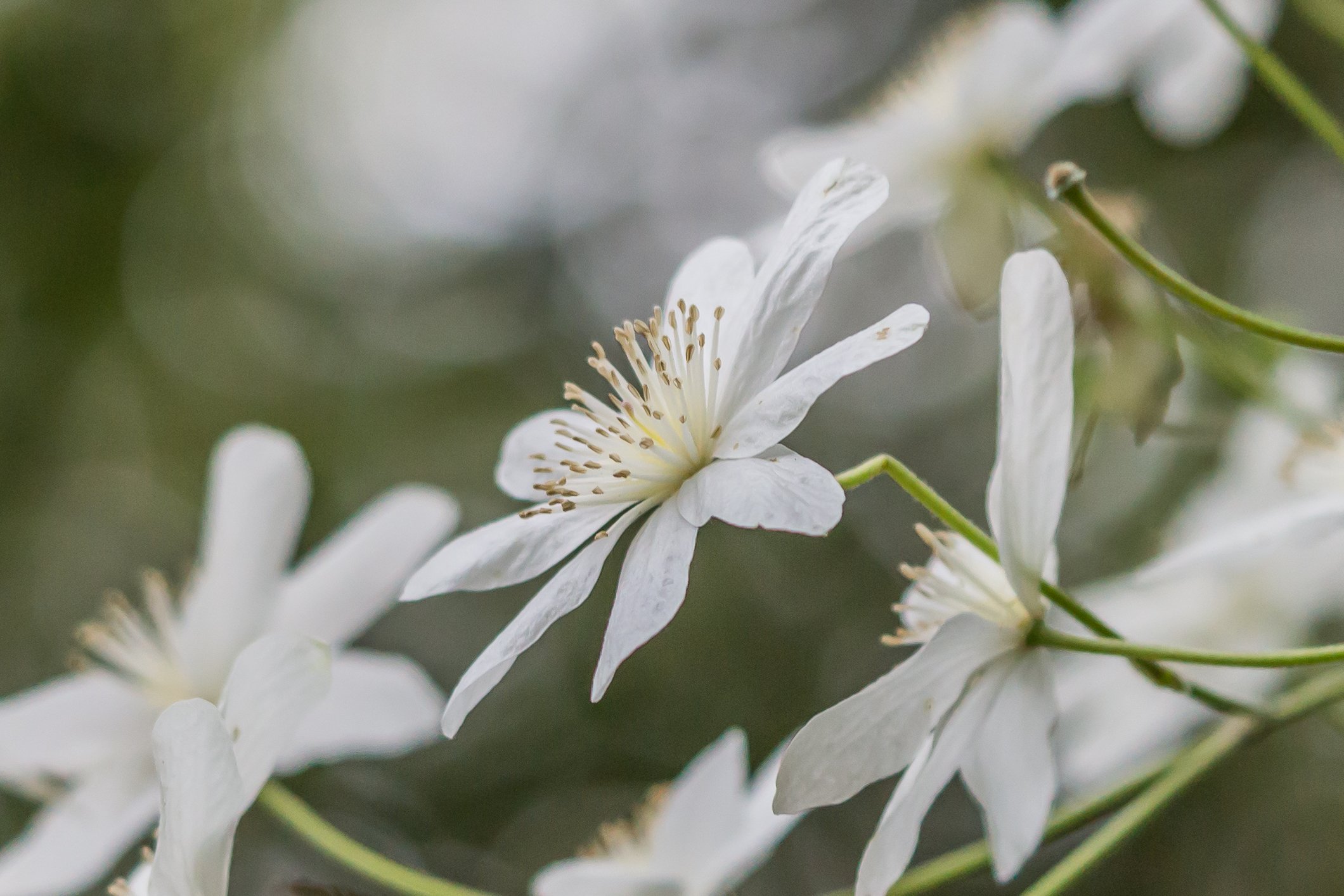 (Clematis sp., Ranunculaceae)
Coppermine Saddle, Nelson, New Zealand