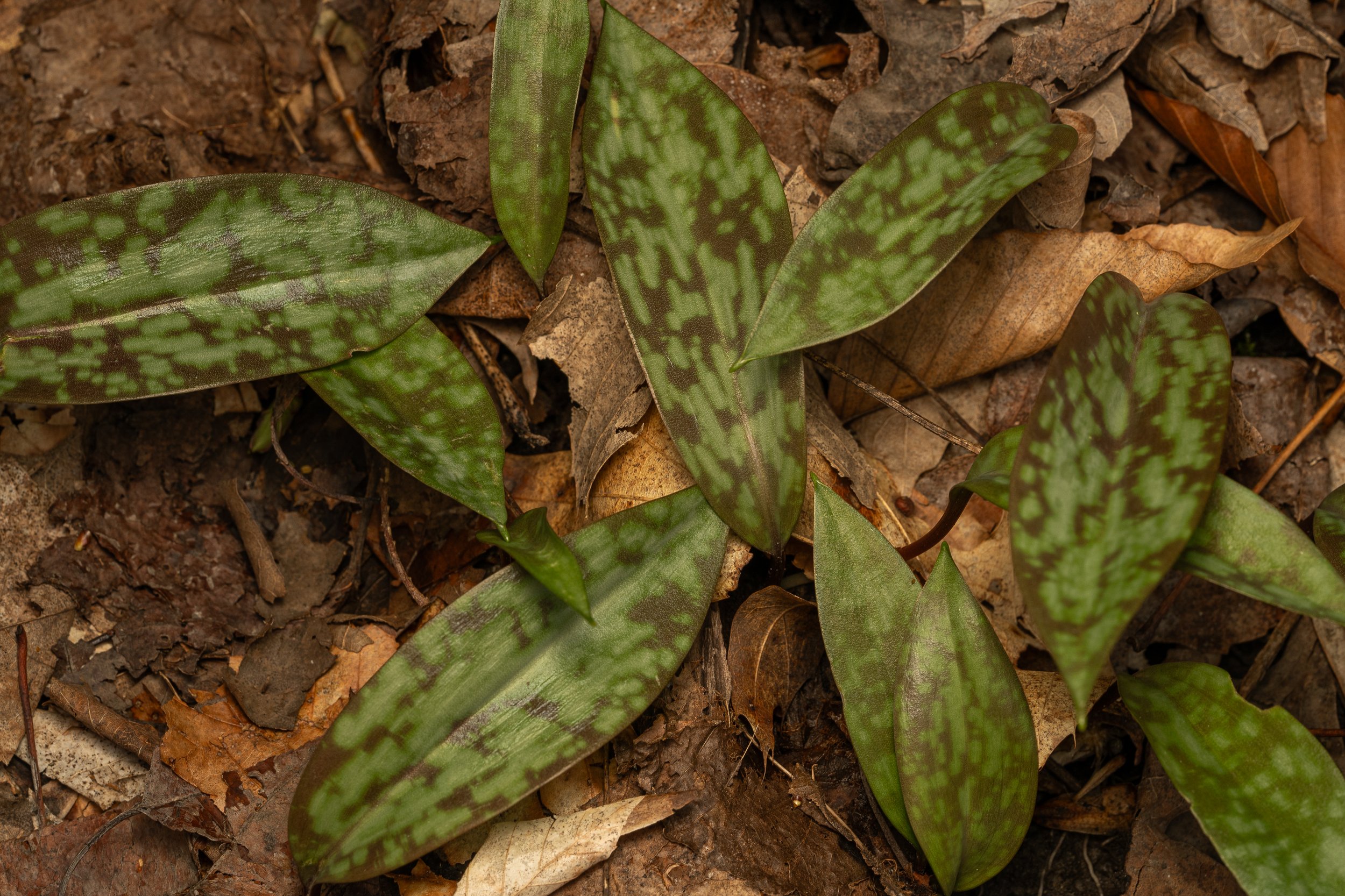 Yellow Trout Lily
(Erythronium americanum, Liliaceae)
Oakmont, Pennsylvania