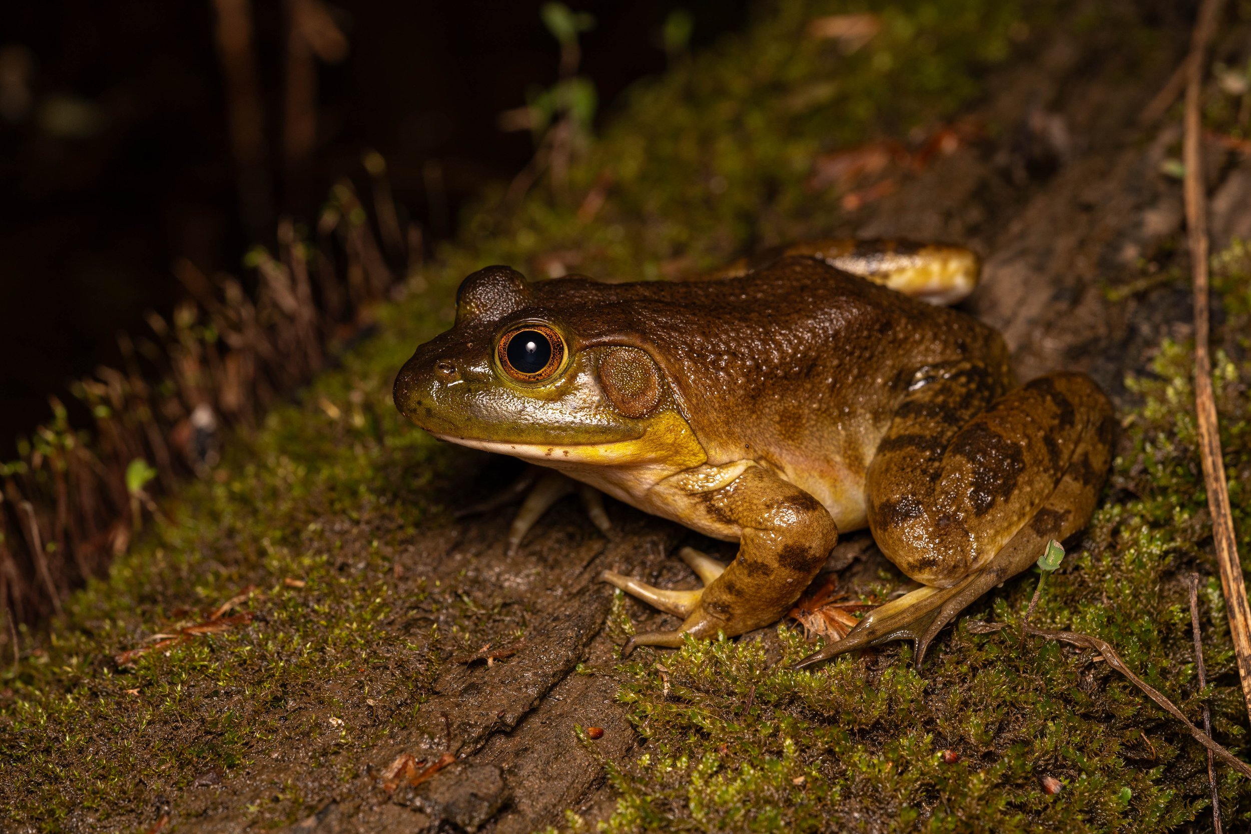 American Bullfrog
(Lithobates catesbeianus, Ranidae)
Fox Chapel, Pennsylvania