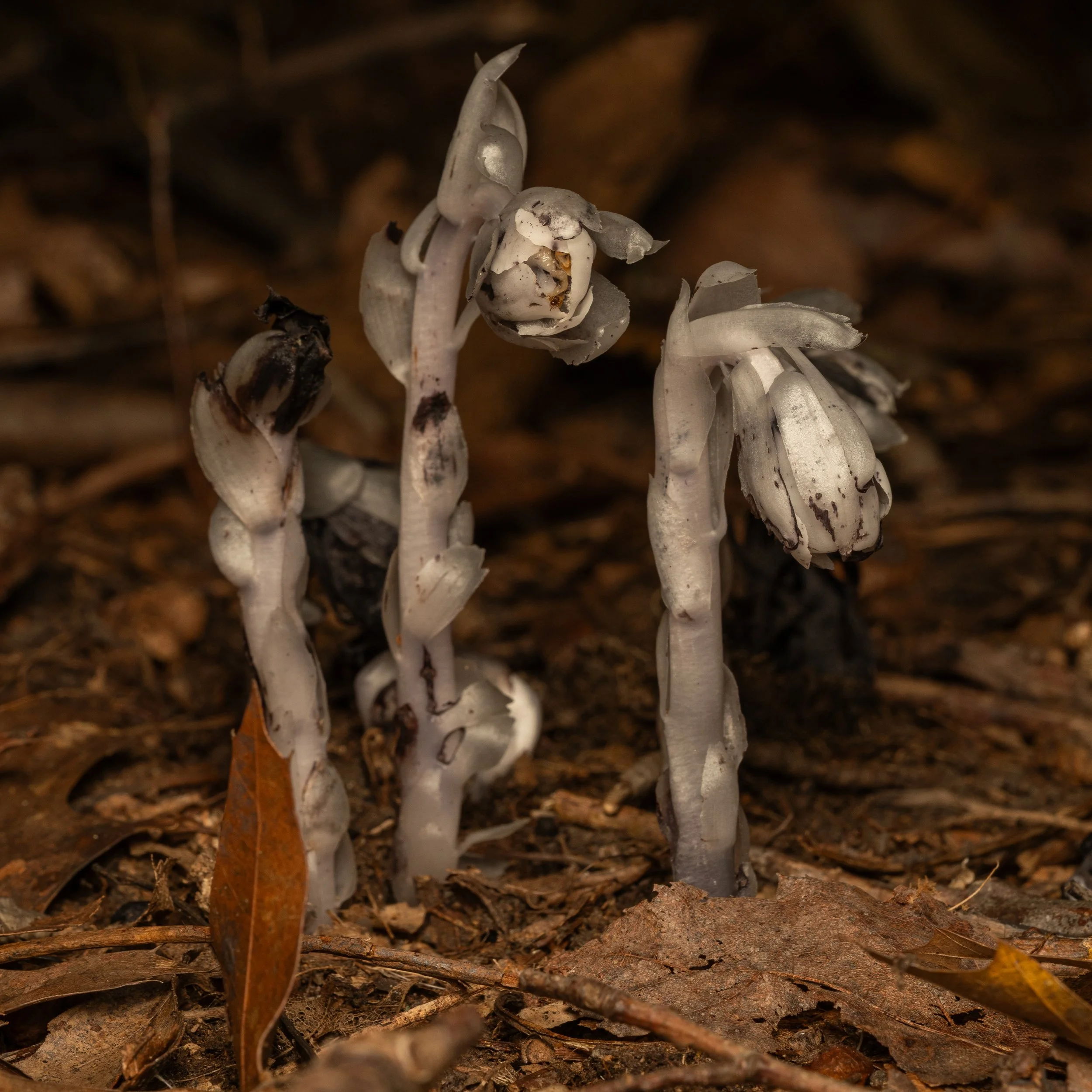 Ghost Pipe
(Monotropa uniflora, Ericaceae)
Oakmont, Pennsylvania
