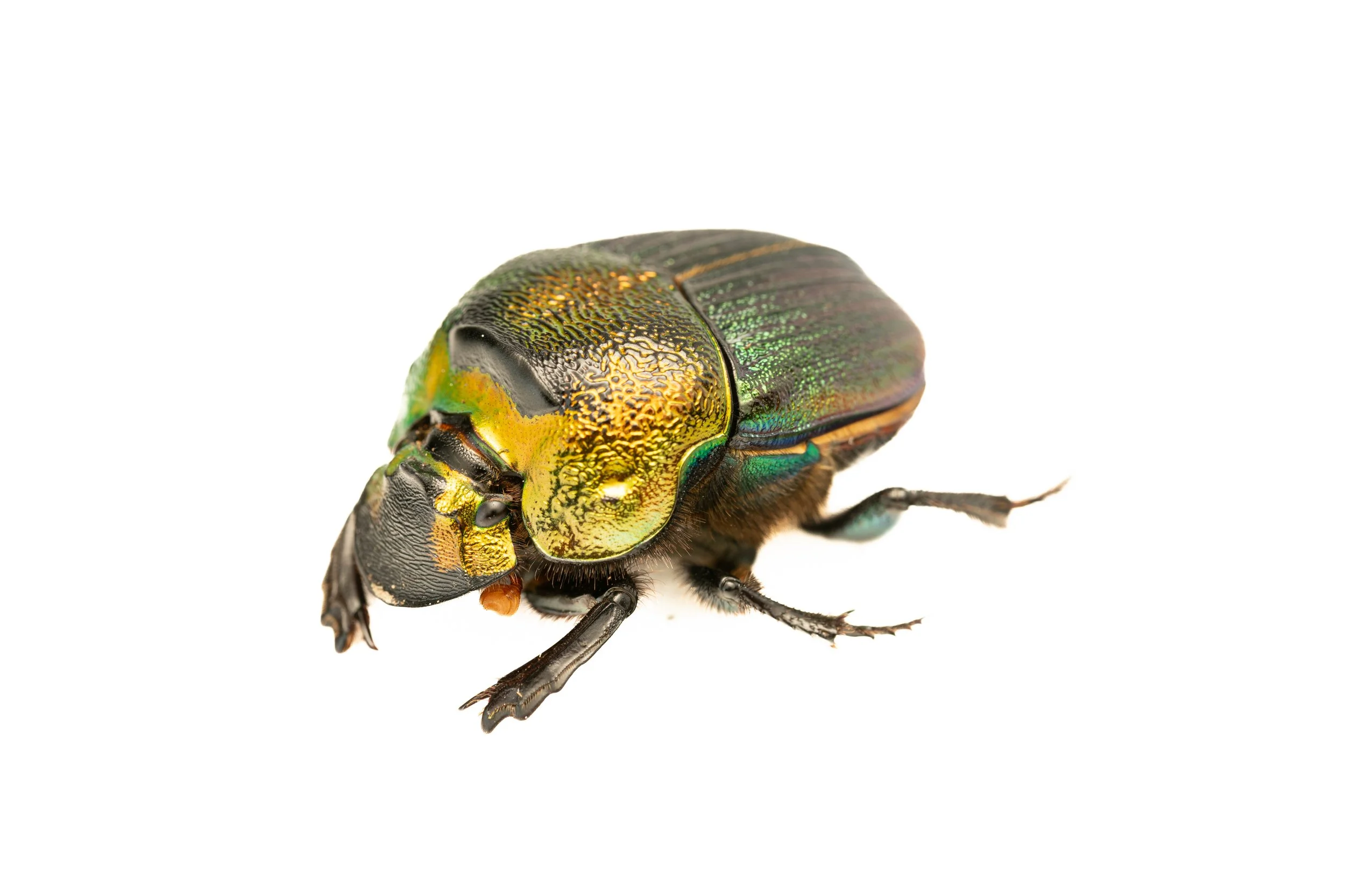 Rainbow Scarab
(Phanaeus vindex, Scarabaeidae)
Oakmont, Pennsylvania